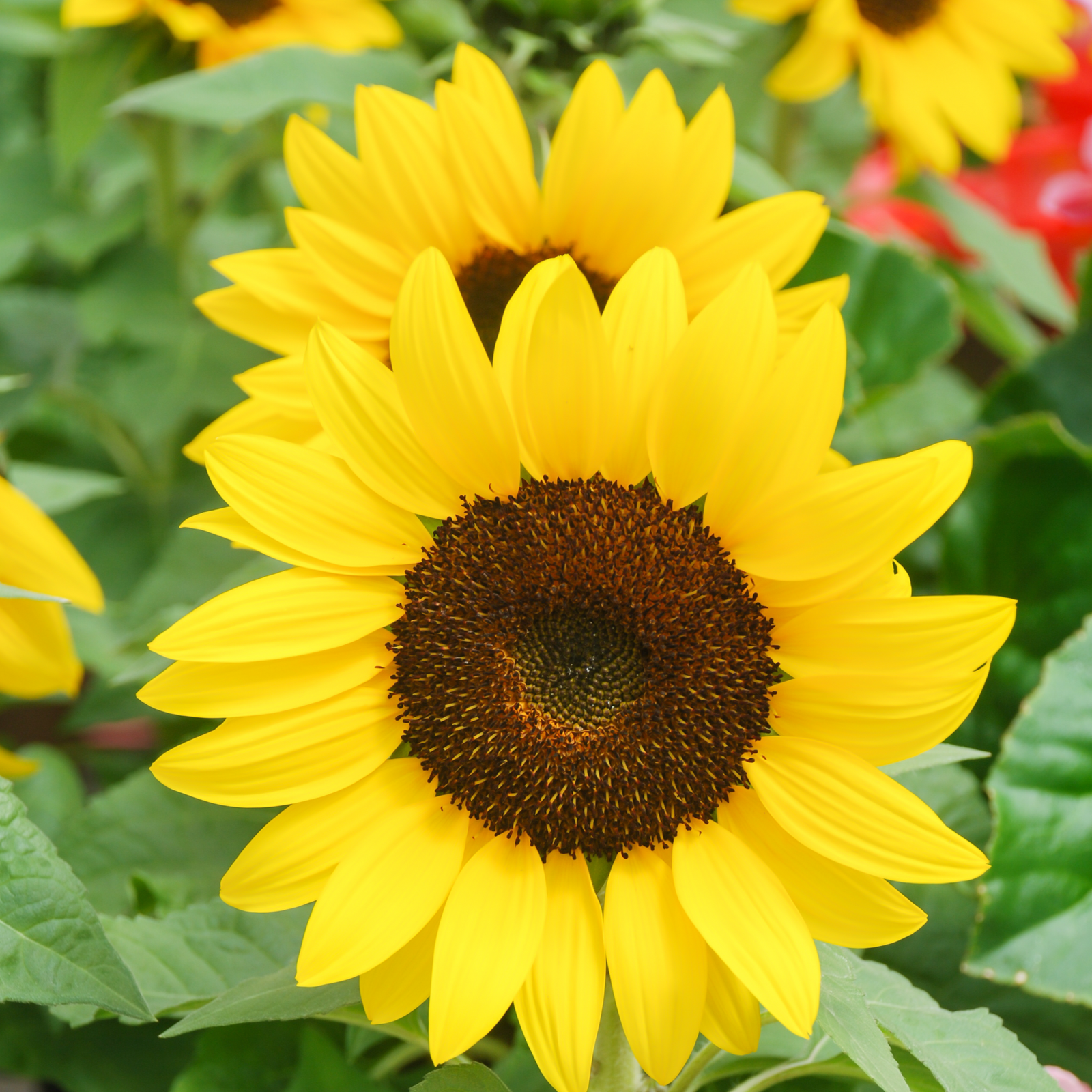 A hand holds a 13cm pot with a healthy green Dwarf Sunflower, known for vibrant summer color. The soil label displays a yellow sunflower and "Sunflower." The background is a light corrugated wall.
