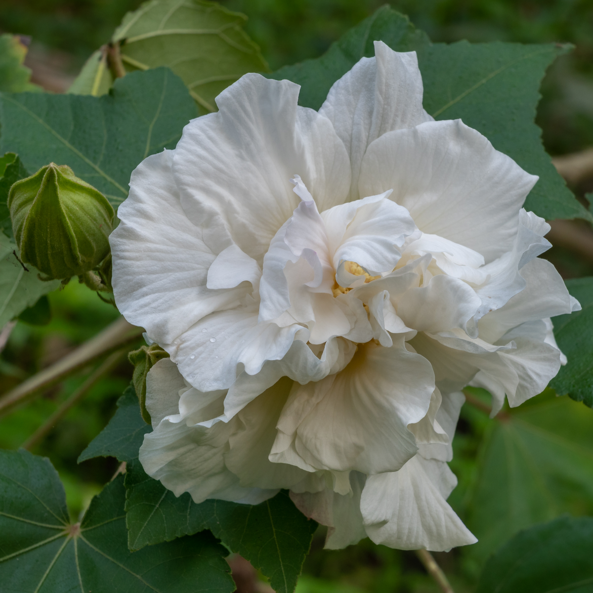 Hibiscus Syriacus &#39;Admiral Dewey&#39; - White