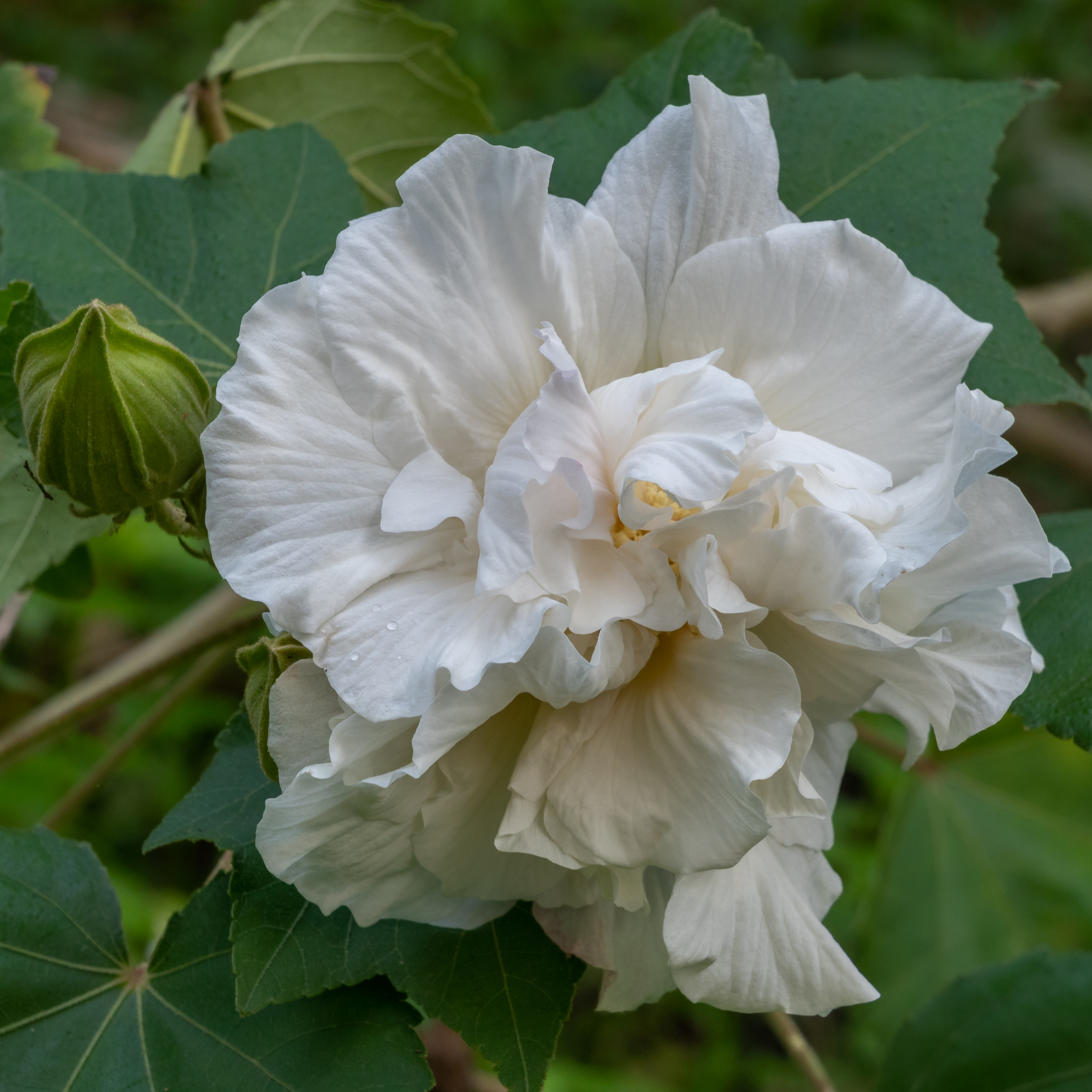 Hibiscus Syriacus 'Admiral Dewey' - White