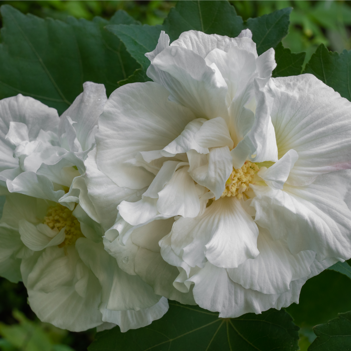 Hibiscus Syriacus &#39;Admiral Dewey&#39; - White