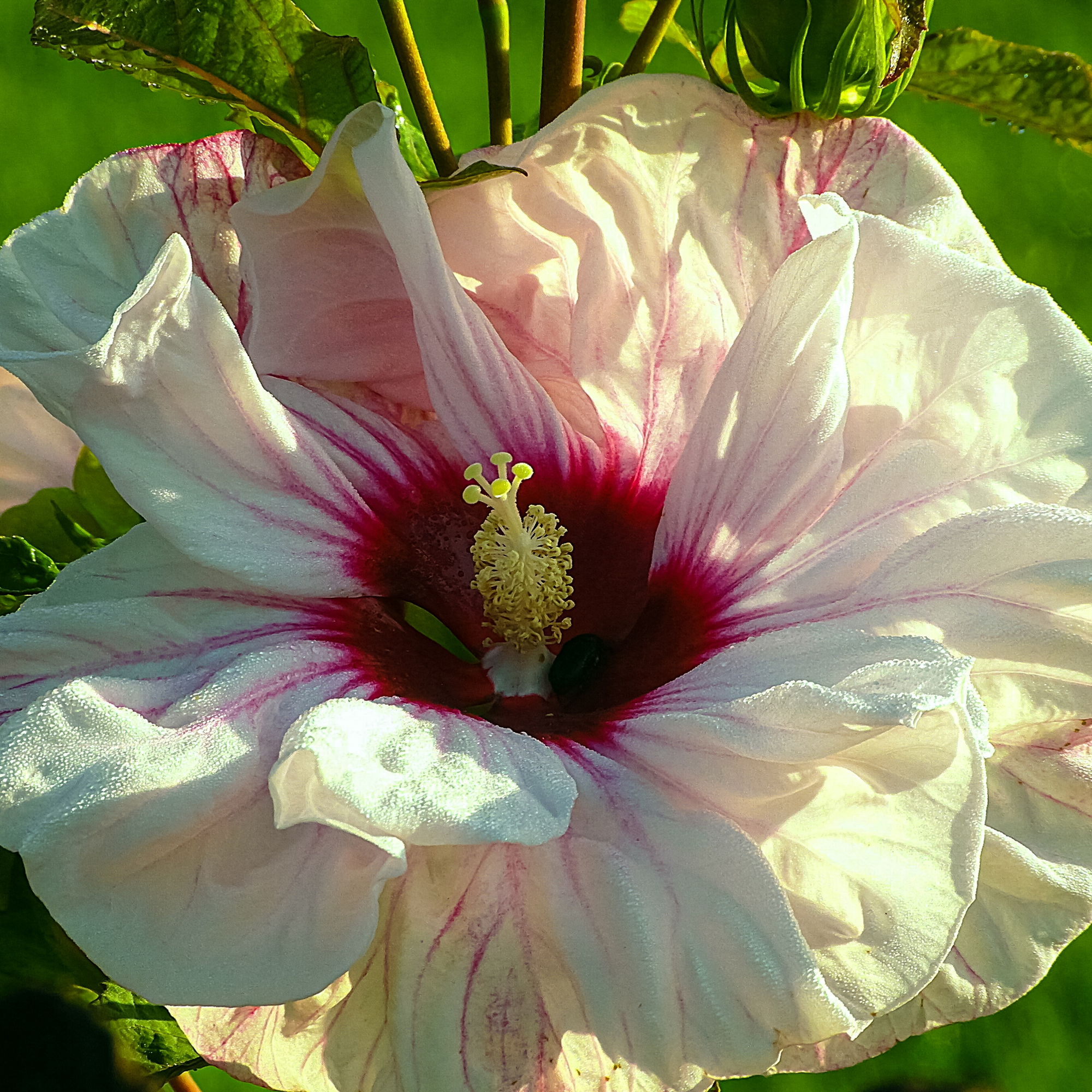 Hibiscus Syriacus 'Leopoldii' - Pink
