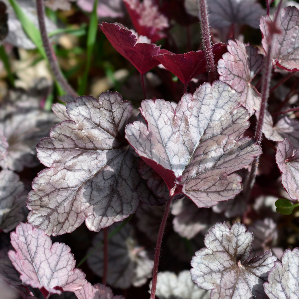 Heuchera &#39;Cinnabar Silver&#39; 2L features eye-catching silvery leaves with dark purple veins, some tinted green and burgundy, creating textured, colorful foliage perfect for shade. Sunlight highlights the beauty of this perennial.