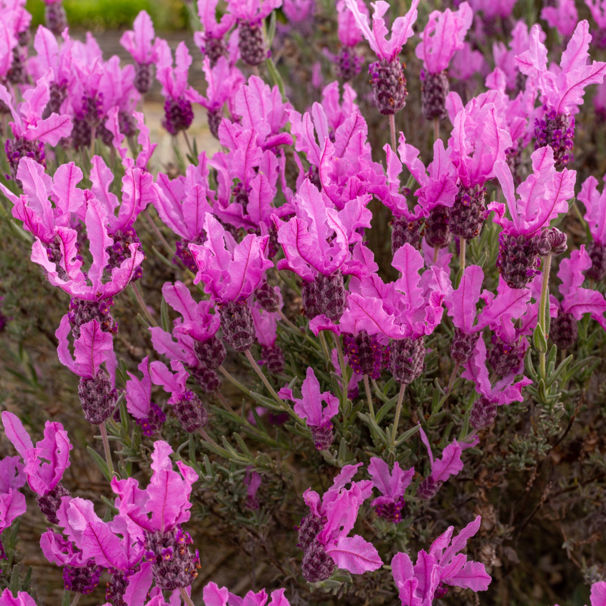 A close-up of Lavender stoechas &#39;Javelin Rose&#39; 9cm shows its vibrant pink flowers with slender petals and green stems, densely clustered in a garden, highlighting this drought-tolerant perennial’s striking beauty.
