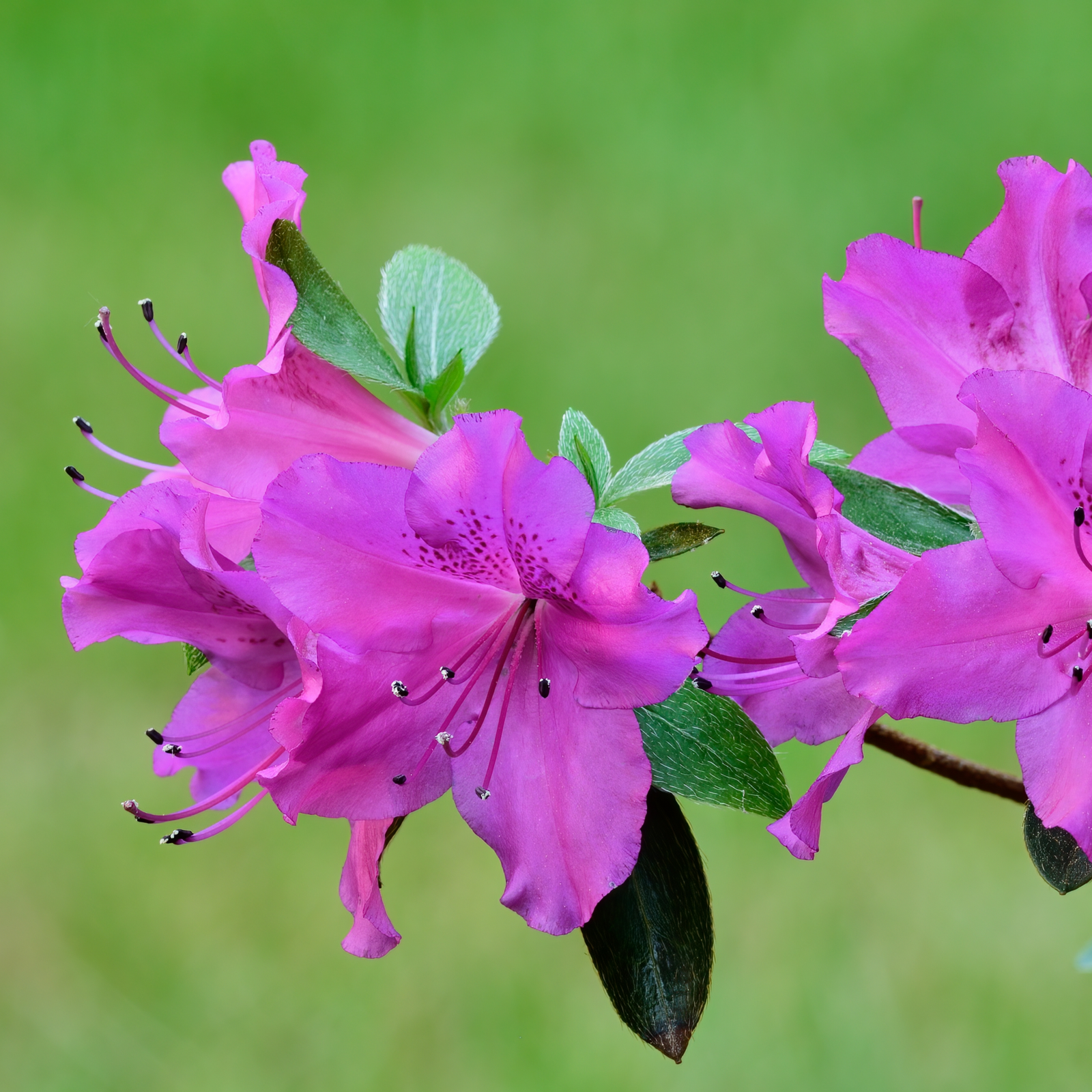 Azalea japonica 'Amoena' 2/5L, a popular evergreen shrub, displays bright pink blooms and lush green leaves, set against a softly blurred green background.