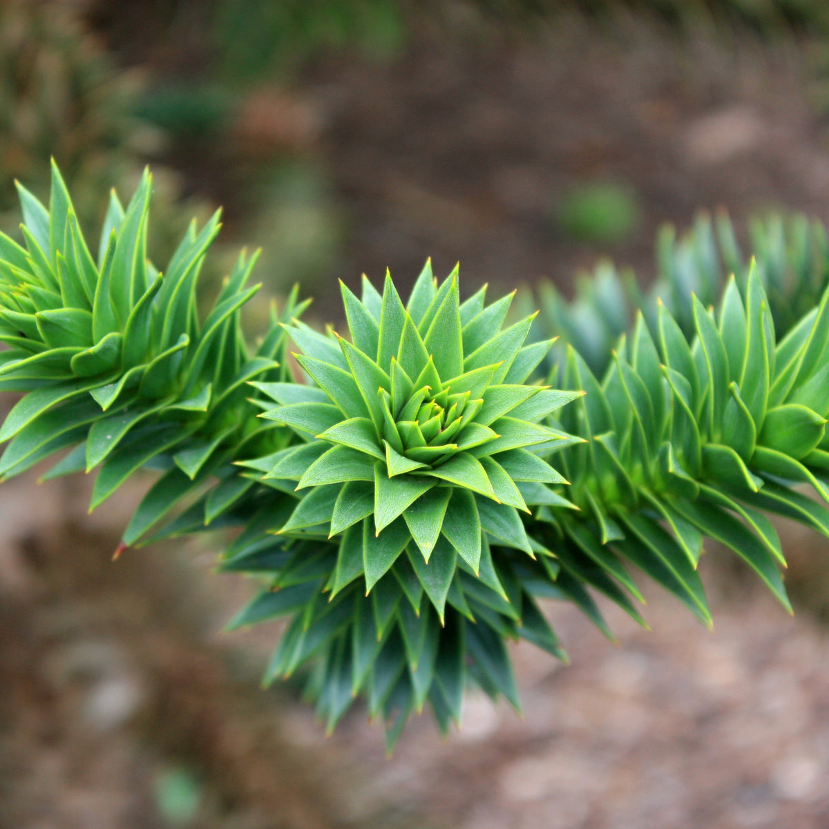Close-up of the Araucaria Araucana | Monkey Puzzle Tree, highlighting its spiky, geometric leaves in a spiral pattern. The blurred background emphasizes the sharp, symmetrical foliage of this striking evergreen.