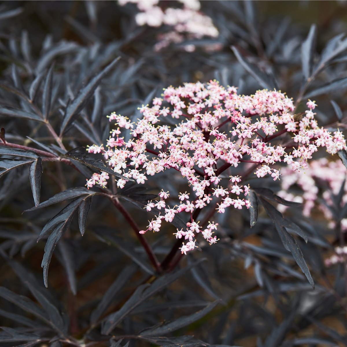 Sambucus nygra &#39;Black Lace&#39; 9cm / 2L