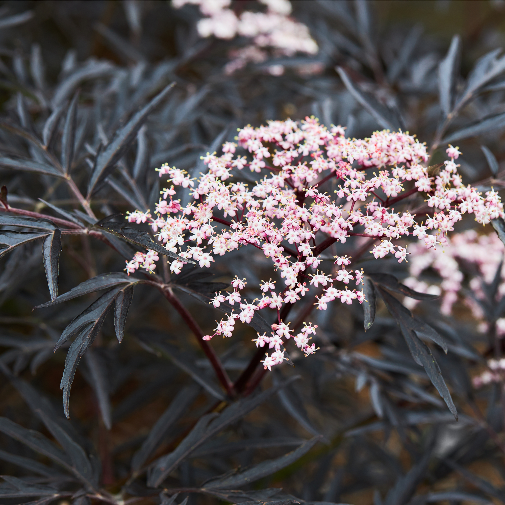 Sambucus nygra 'Black Lace' 2L