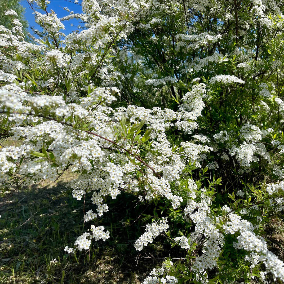 Spiraea japonica &#39;Snowmound&#39; 1L