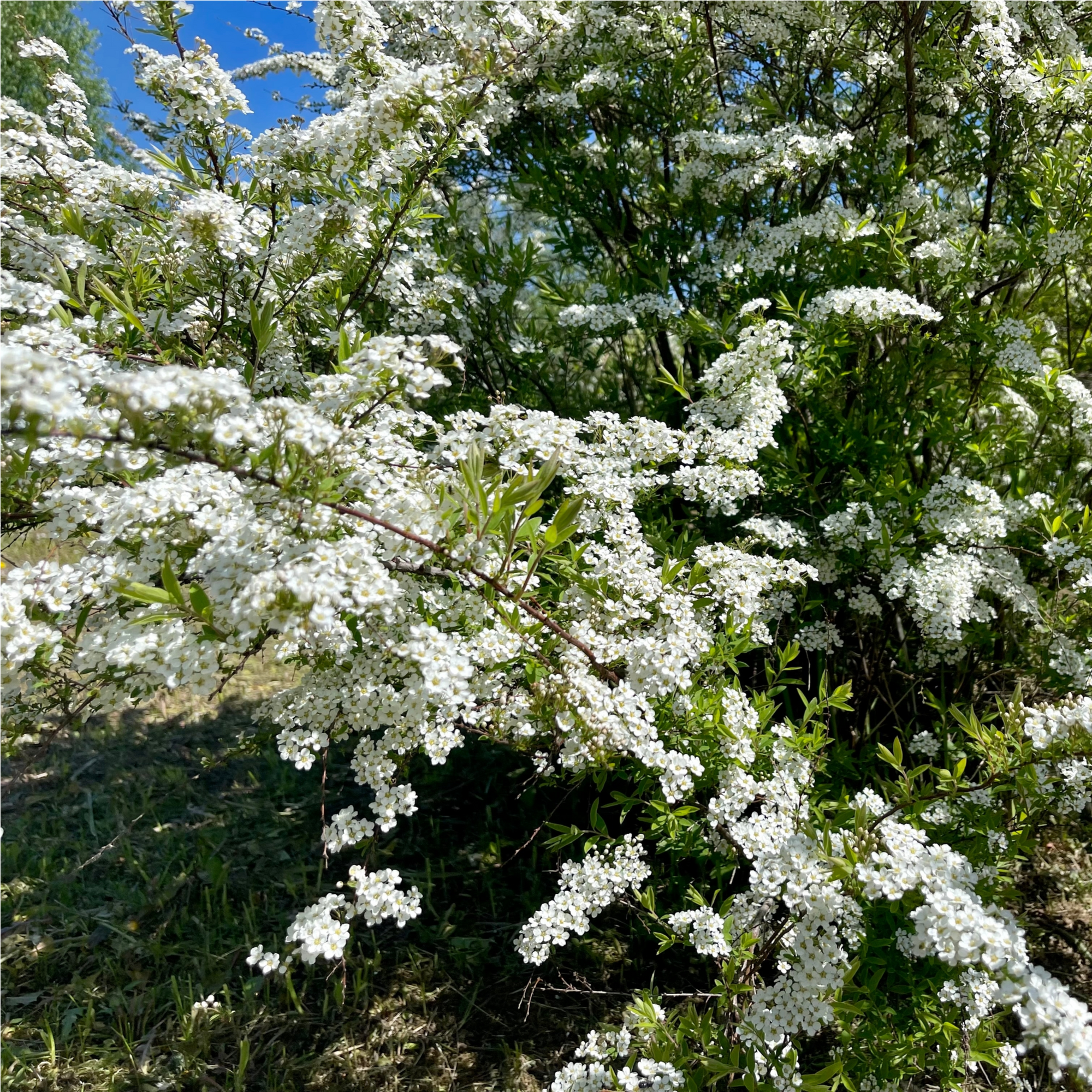 Spiraea japonica 'Snowmound' 1L