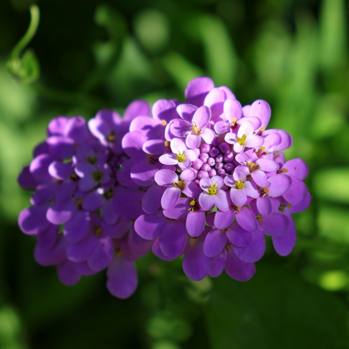 Close-up of two clusters of Iberis &#39;Mermaid Lavender&#39; (9cm/1.5L), with small vibrant petals, set against a softly blurred green leafy background.
