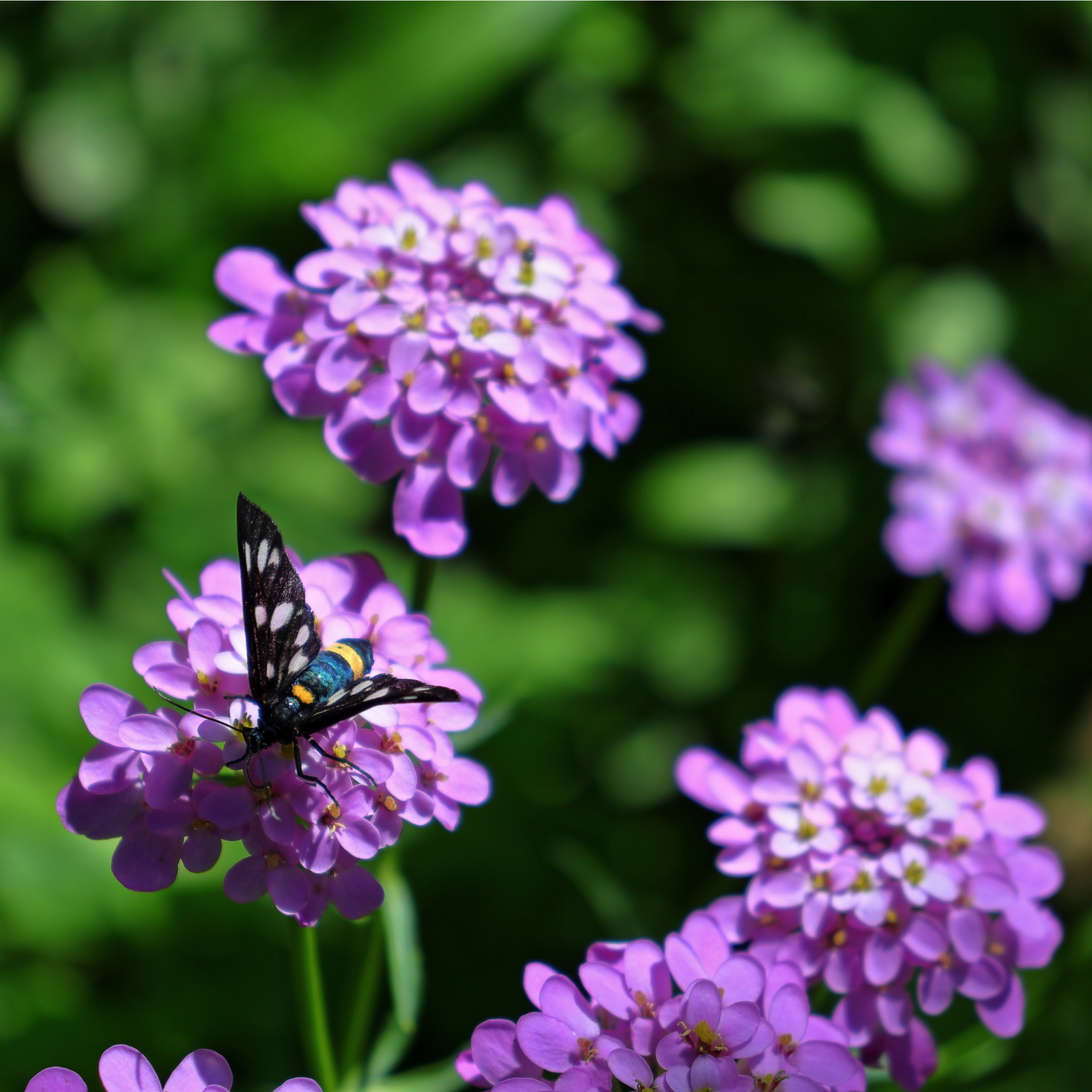 A black butterfly with blue and yellow markings rests on a cluster of vibrant Iberis 'Mermaid Lavender' 9cm/1.5L flowers against a blurred green background.