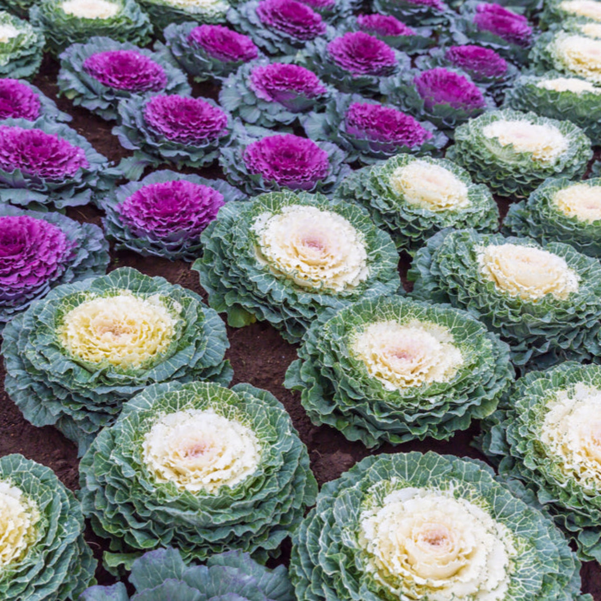 Ornamental Brassica Cabbage (3 Plants in 12cm Pots)