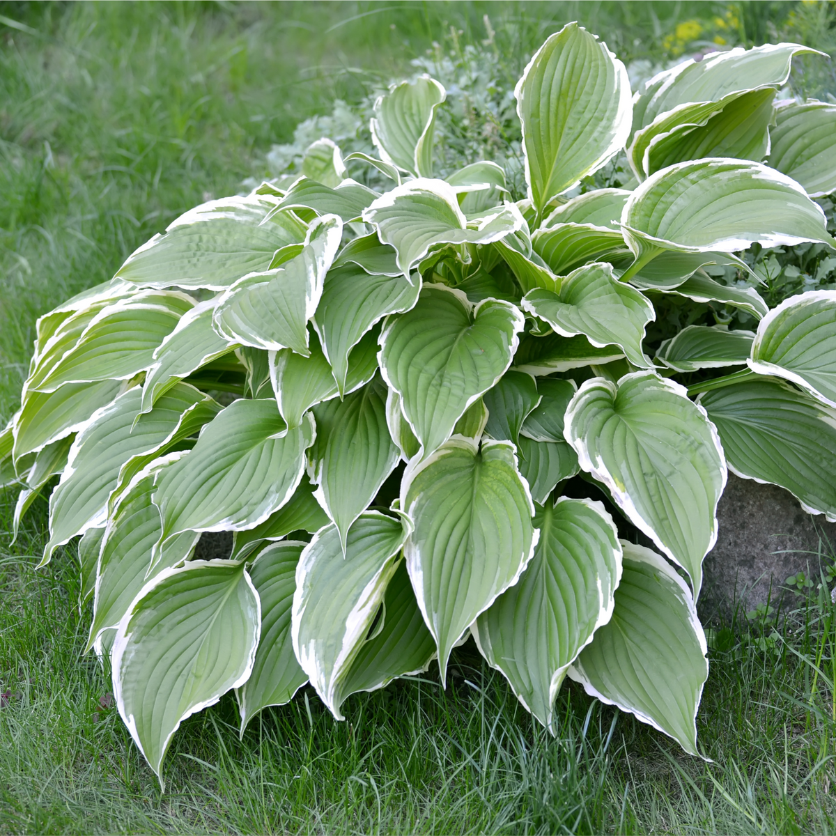 Hosta &#39;Francee&#39; (fortunei) 9cm/2L