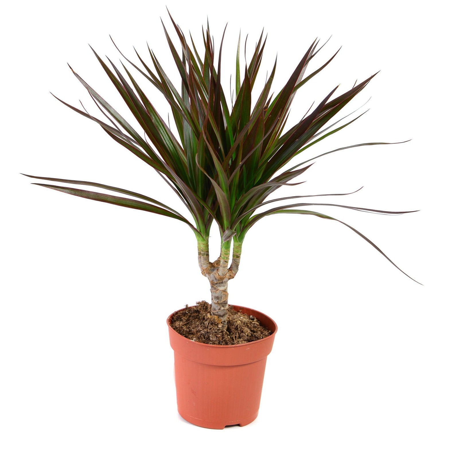 The Dracaena Marginata 'Dragon Tree' 1 Stem is an easy-care indoor plant with long, narrow green leaves edged in reddish-purple, growing from a thick stem in a small brown plastic pot filled with soil.