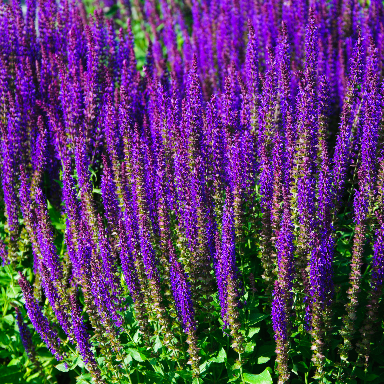 A smiling man with brown hair and a beard, in a grey t-shirt and dark shorts, holds a Salvia nemorosa 'Caradonna' 9cm/2L with tall purple flowers at a garden center, surrounded by rows of plants and pots including salvias.