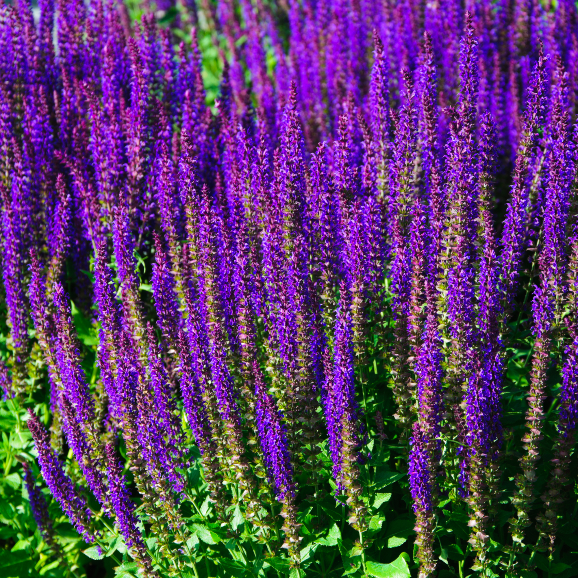 Salvia nemorasa 'Caradonna' 2L