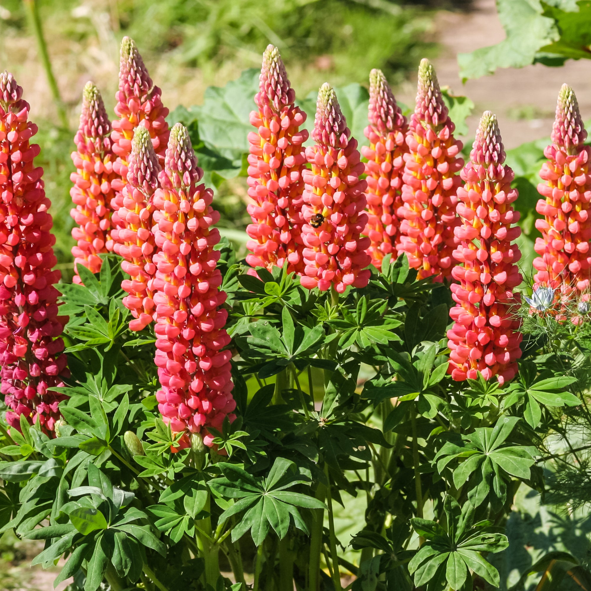 Lupin | Gallery Red | 9cm Pot