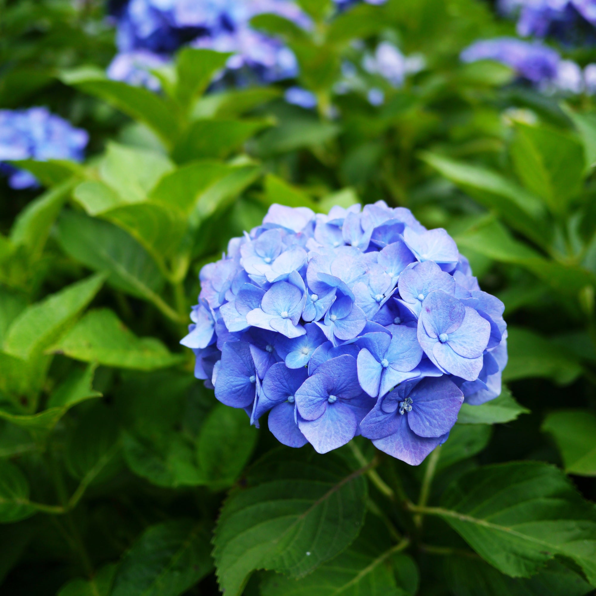 Dwarf Hydrangea | Hydrangea macrophylla 'Little Blue' 2L