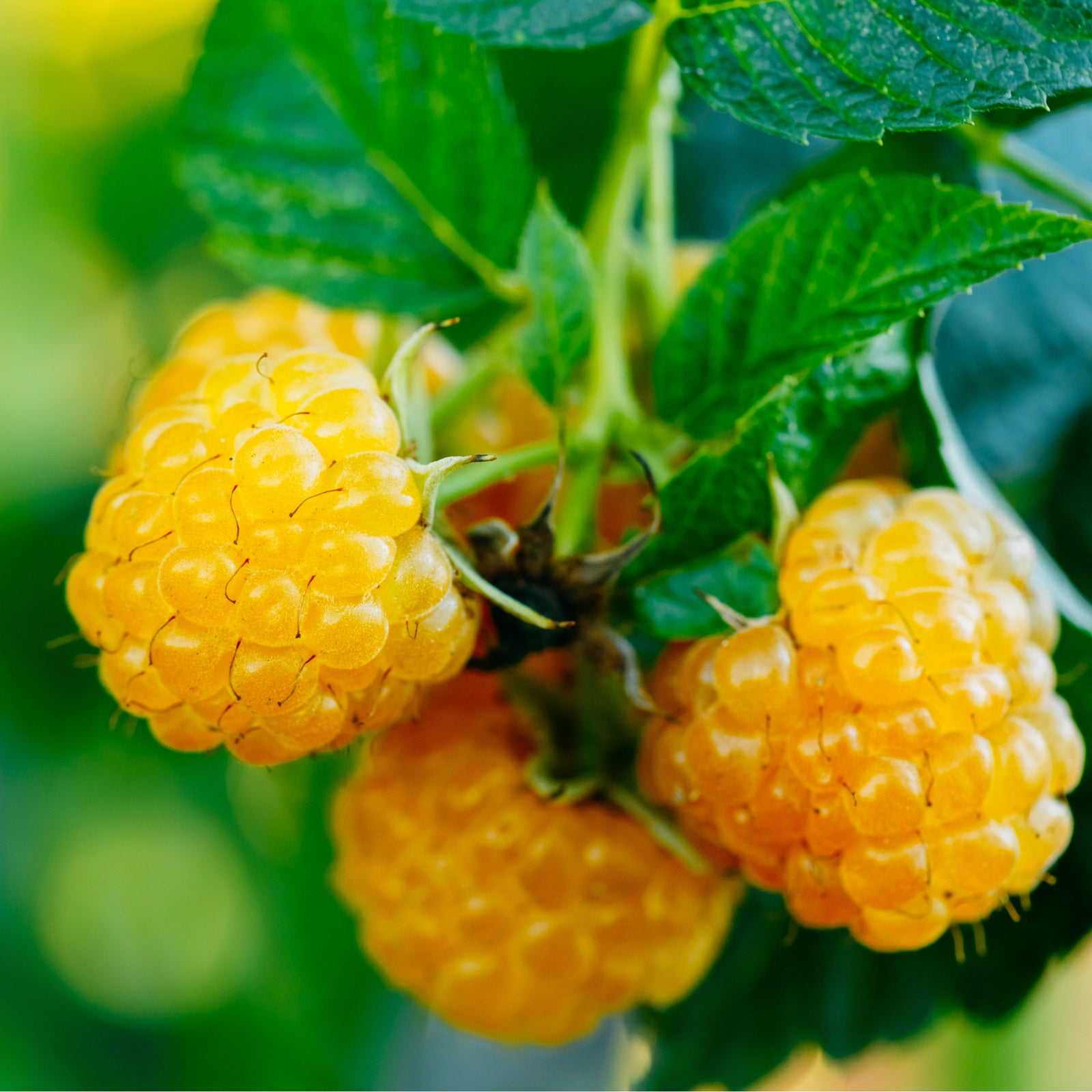 Raspberry 'Golden Everest' 1L