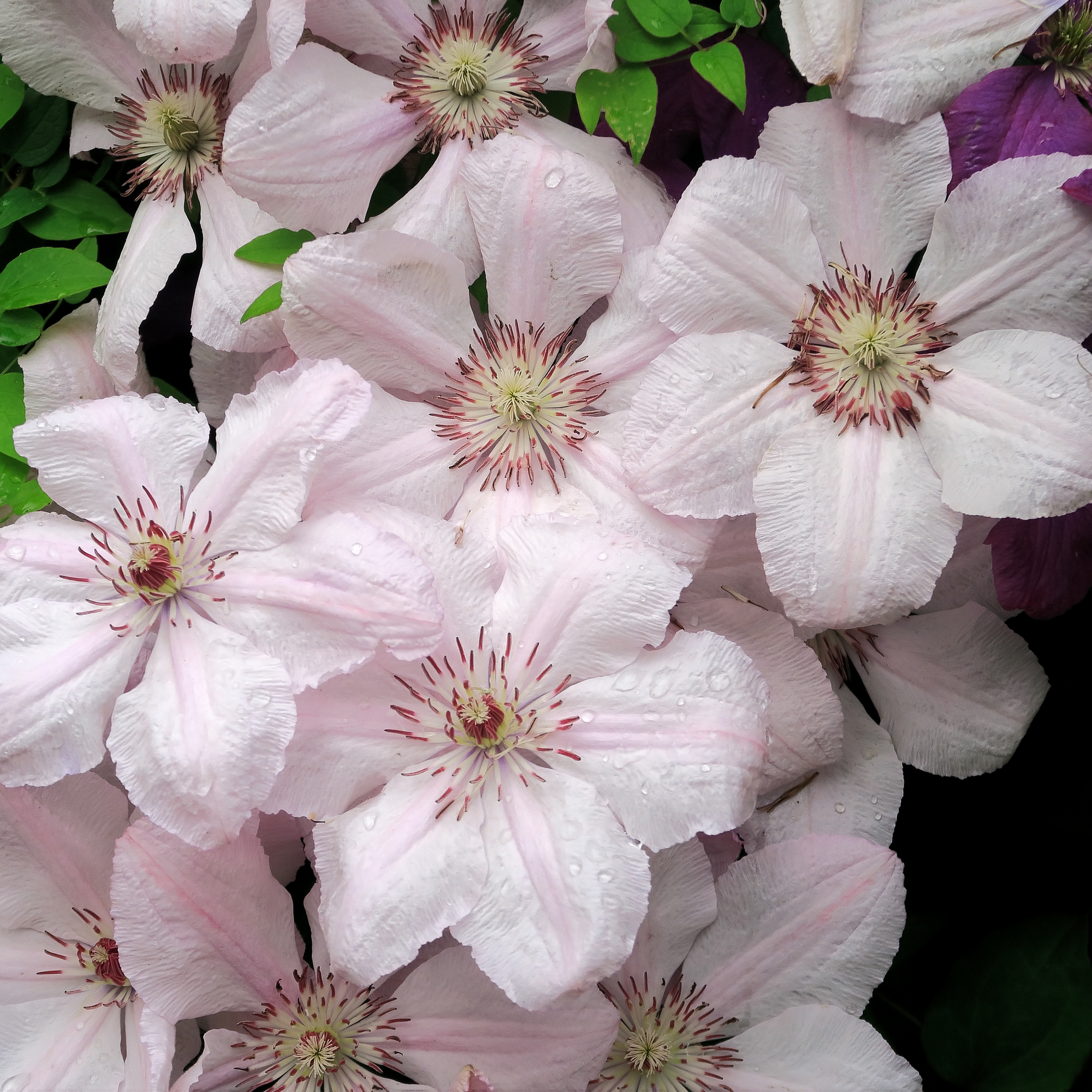 Clematis 'Pink Fantasy' 90-95cm