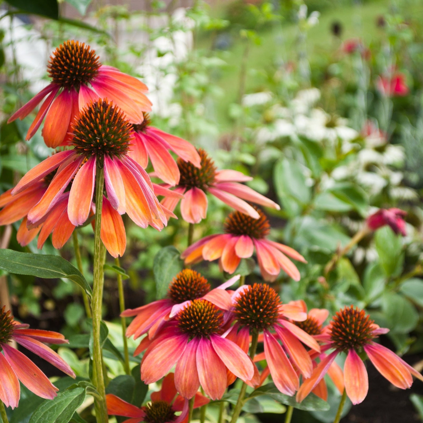 Echinacea purpurea 'Cheyenne Spirit' 9cm / 2L features vivid orange and pink blooms with spiky brown centers, adding color and attracting pollinators to the garden when planted among lush green leaves and other perennials.