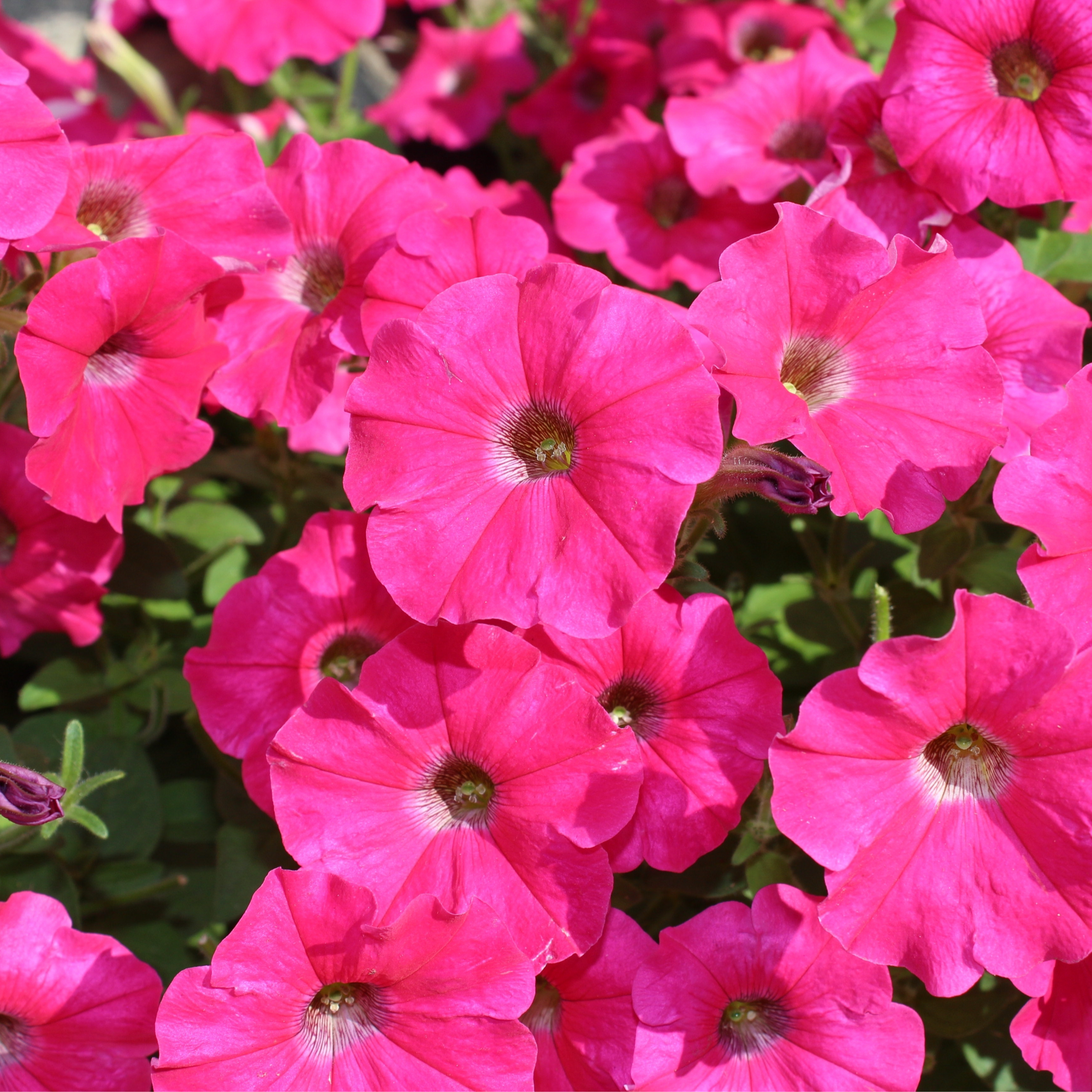 Petunia 'Trailing Surfinia Hot Pink' 9cm