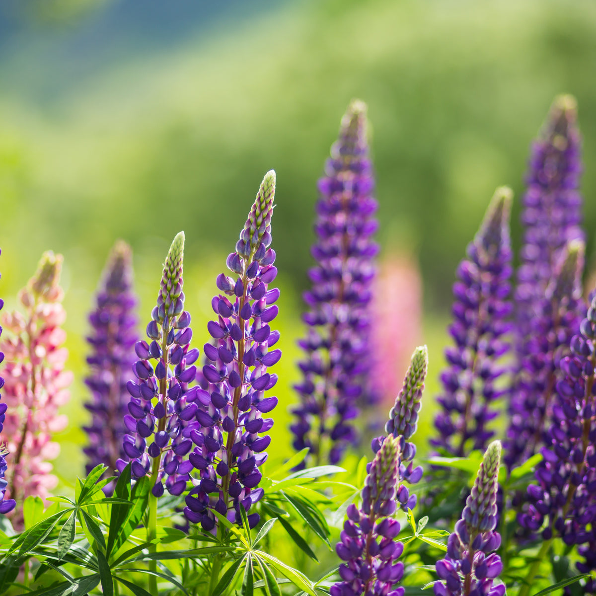 Lupin &#39;Gallery Blue&#39; (Two Sizes Available) showcases purple and pink perennial flowers ideal for sunlit, pollinator-friendly gardens, with green foliage and a soft green-blue background.