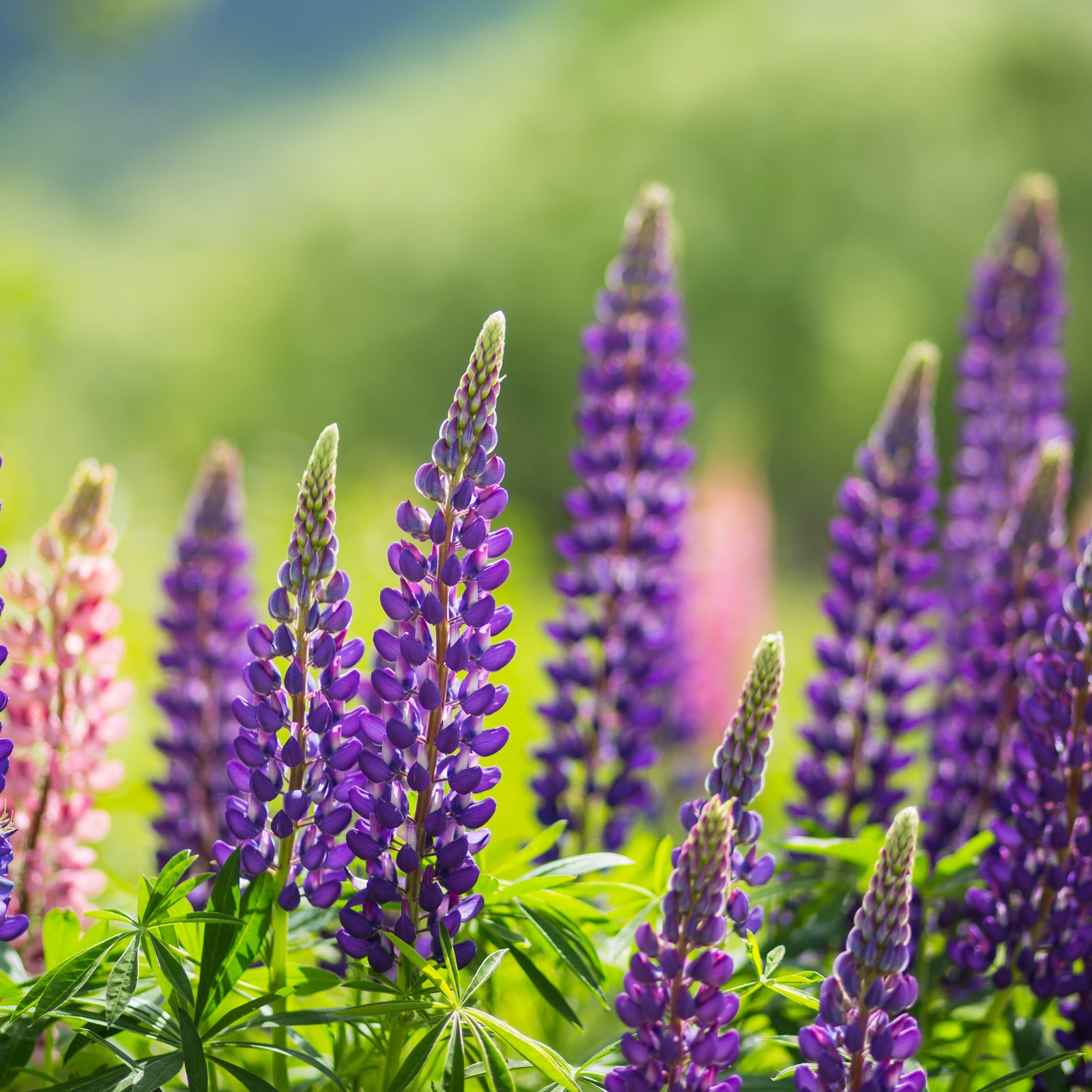 Lupin 'Gallery Blue' (Two Sizes Available) showcases purple and pink perennial flowers ideal for sunlit, pollinator-friendly gardens, with green foliage and a soft green-blue background.