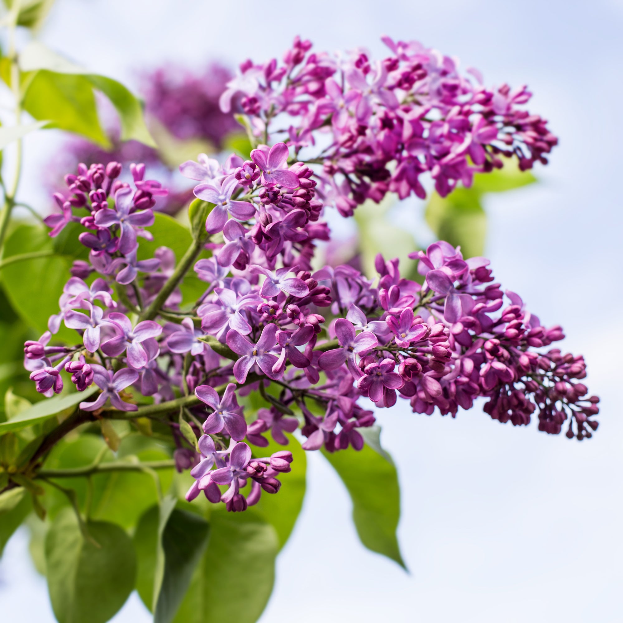 Syringa vulgaris 'Lavender Lady' (Lilac)