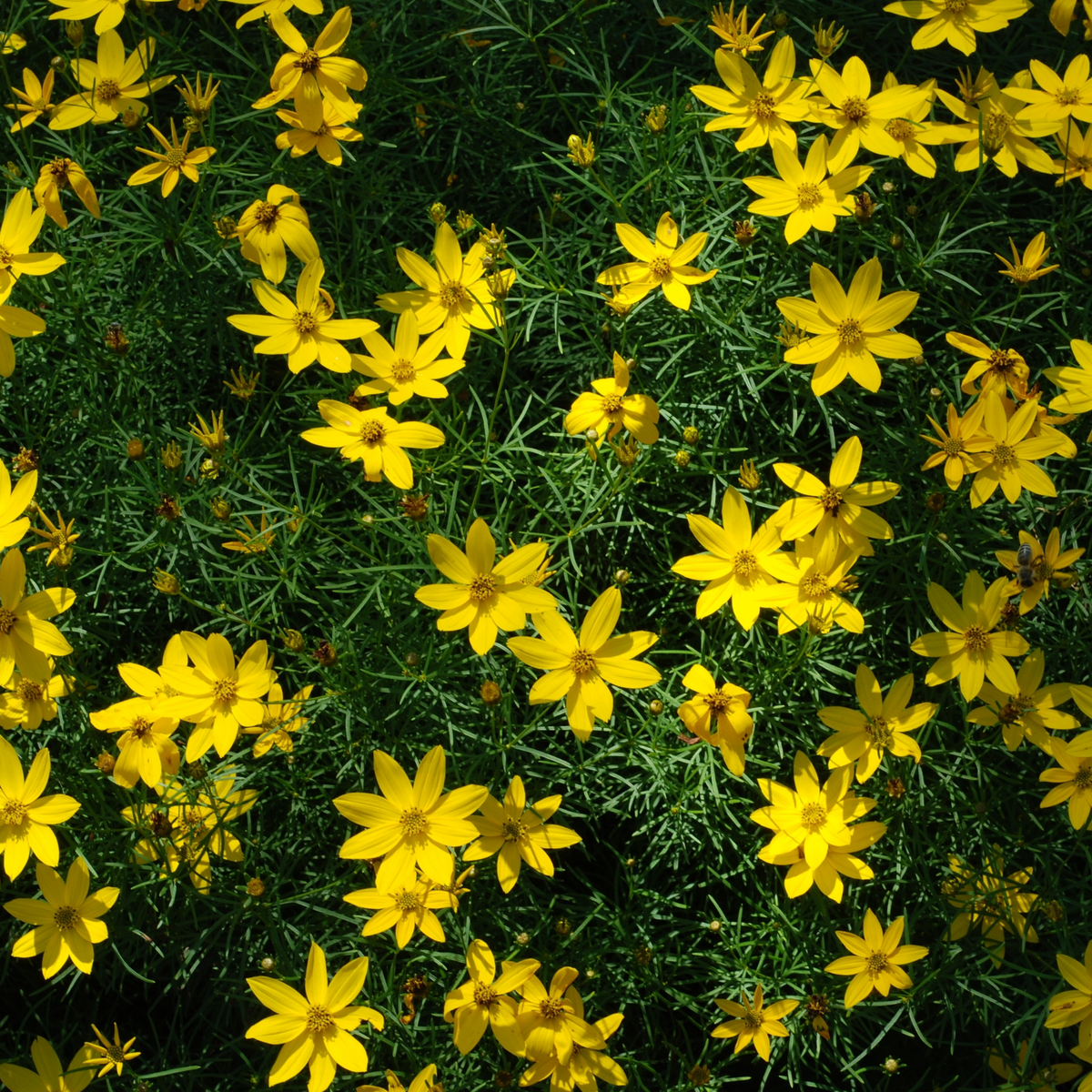 Bidens ferulifolia &#39;solaire&#39; (9cm)
