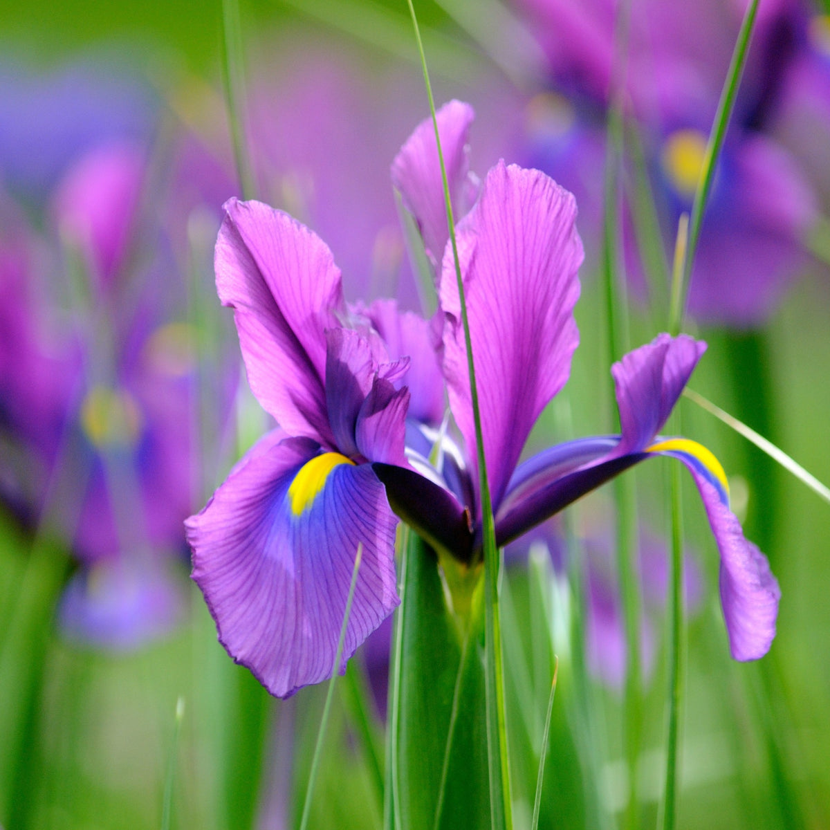 Iris Hollandica Bulbs Mix - Dutch Iris Bulbs (15 Bulbs)