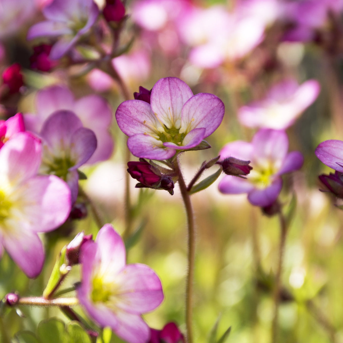 Saxifraga x Arendsii &#39;Alpino Pink&#39; Perennial 14cm, 1.5L