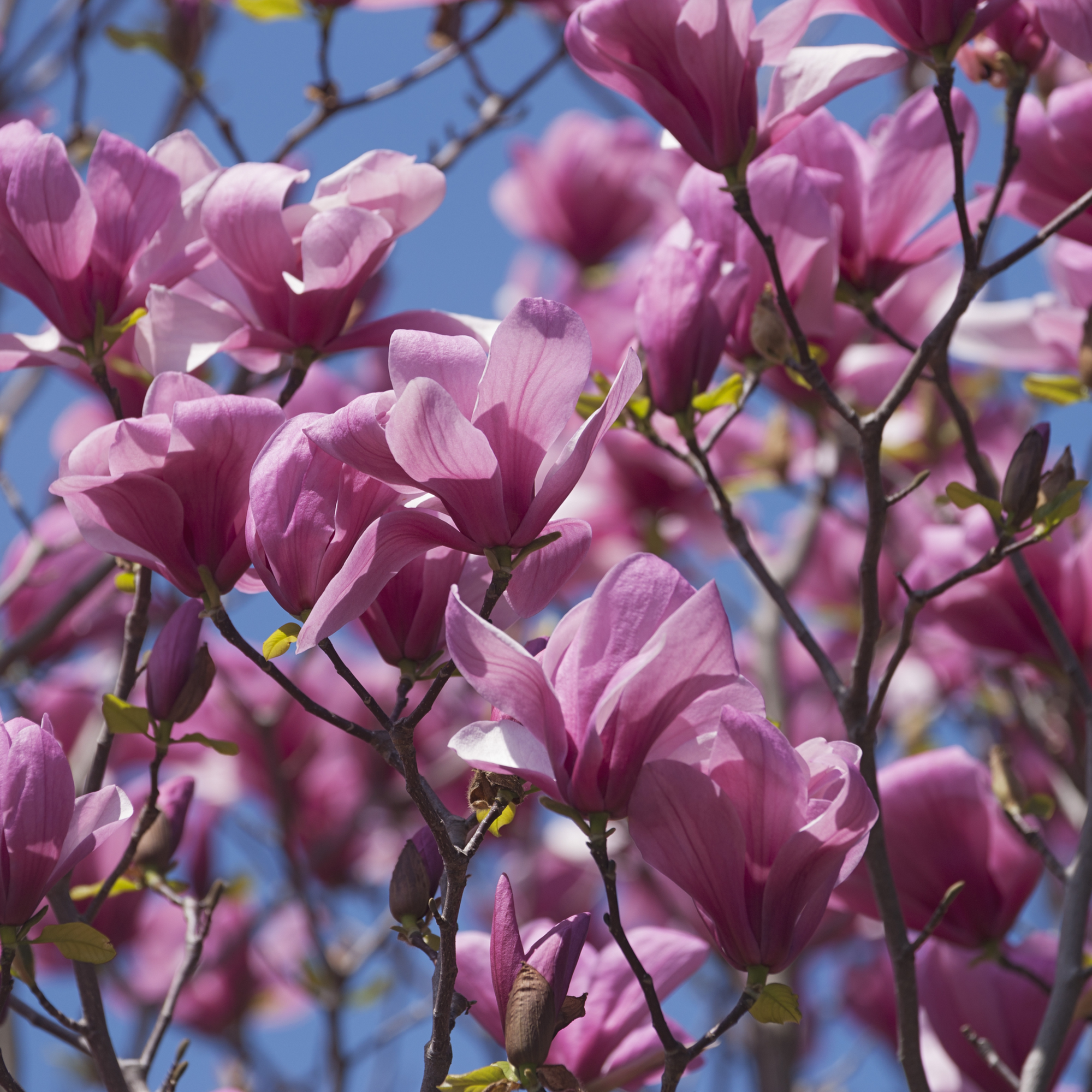 Magnolia liliflora 'Nigra' | Black Lily Magnolia | 3L