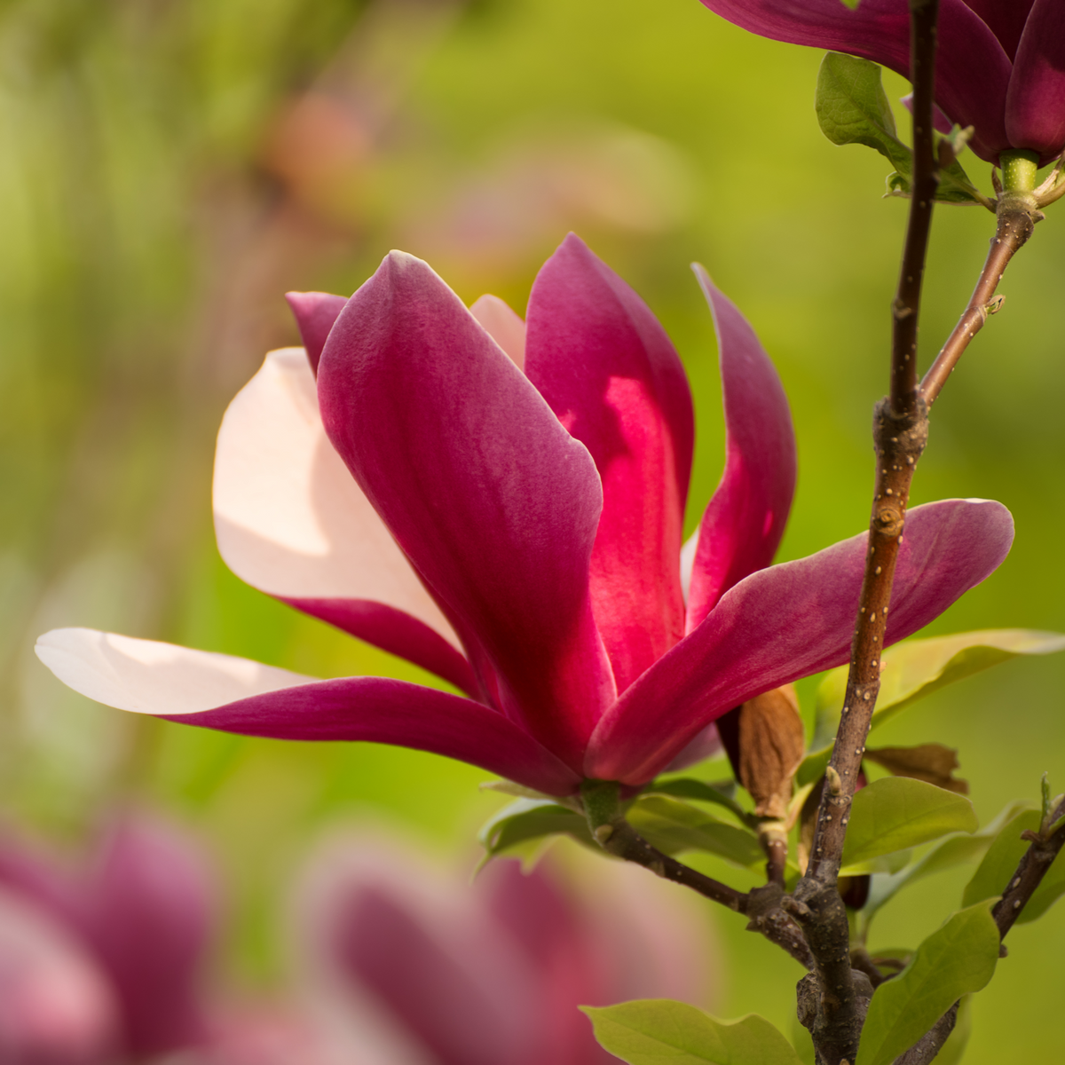 Magnolia liliflora &#39;Nigra&#39; | Black Lily Magnolia | 3L