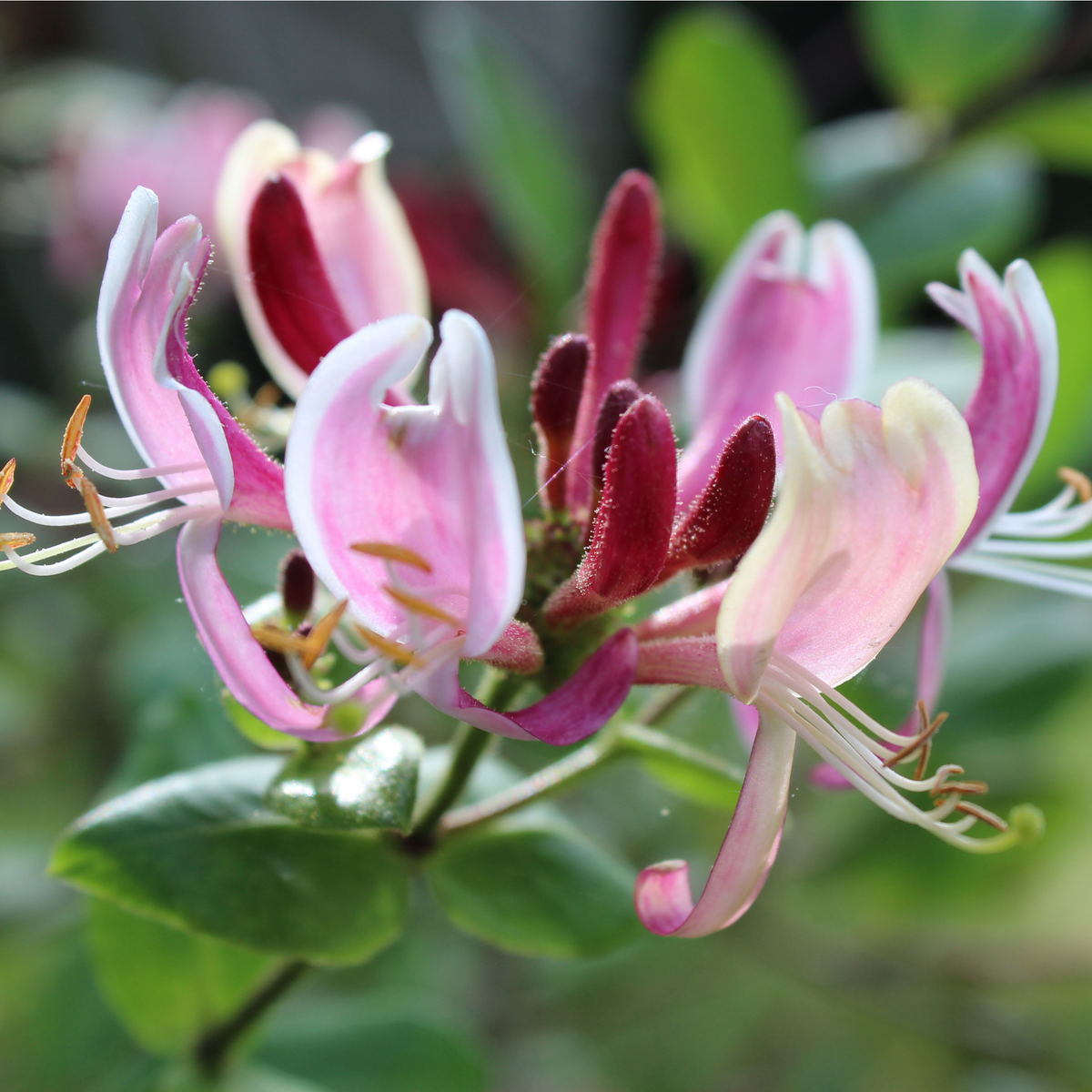 Close-up of Honeysuckle periclymenum &#39;Belgica&#39; 60-70cm in bloom, showing fragrant red and white flowers with curled petals and prominent stamens among green leaves, against a softly blurred natural background.