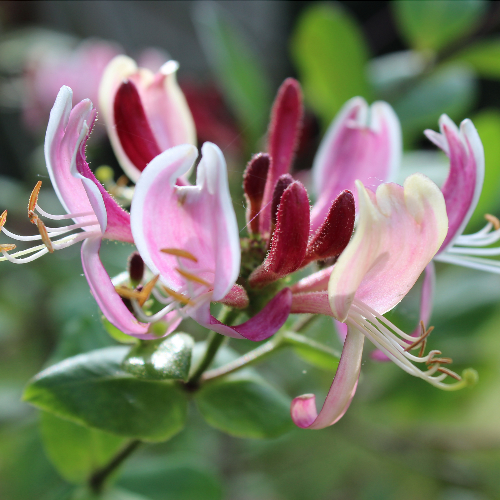 A close-up of Honeysuckle periclymenum 'Belgica' 60-70cm, a vigorous climber with tubular pink and white blossoms and green leaves, set against a blurred green background.