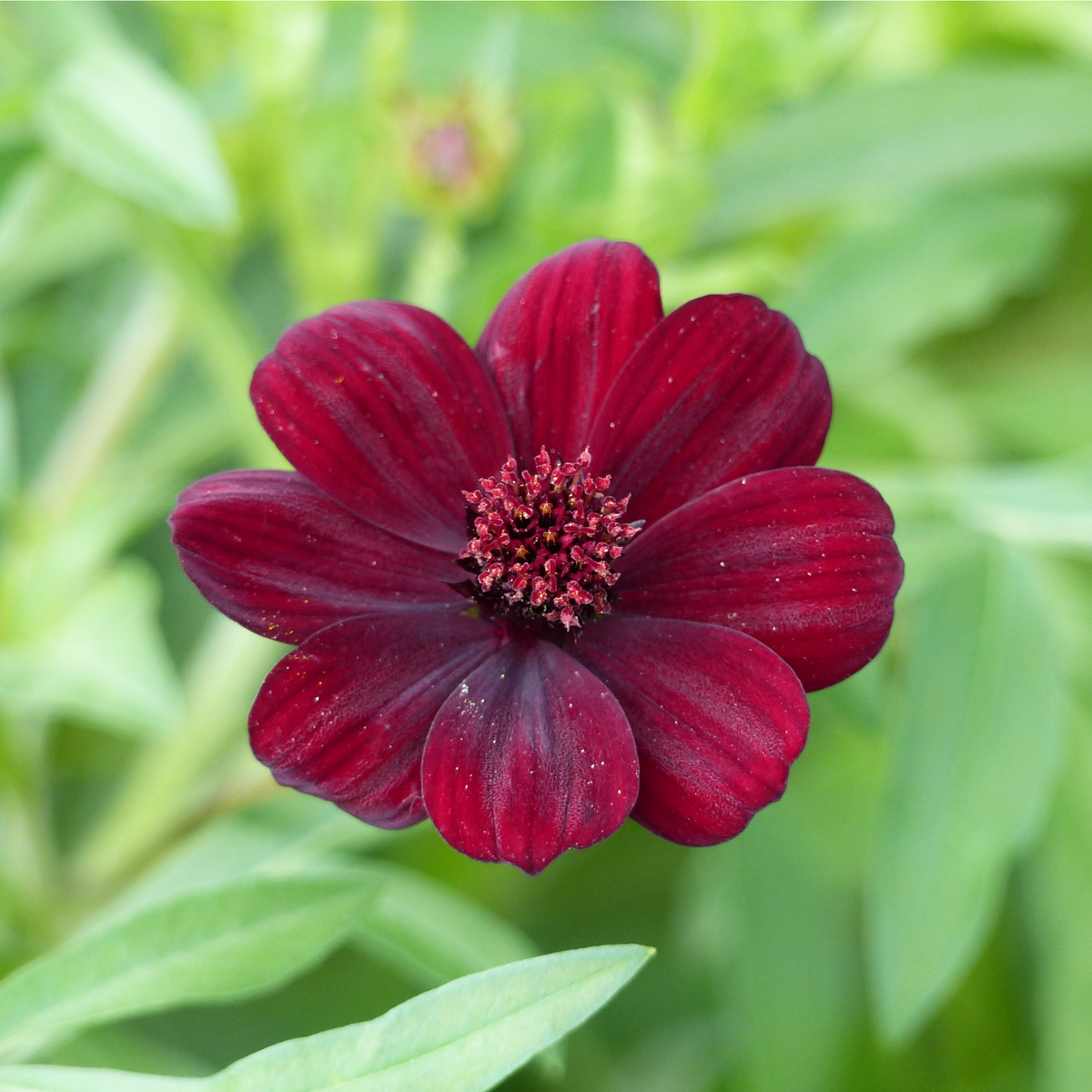 Cosmos &#39;Cherry Chocolate&#39; 9cm