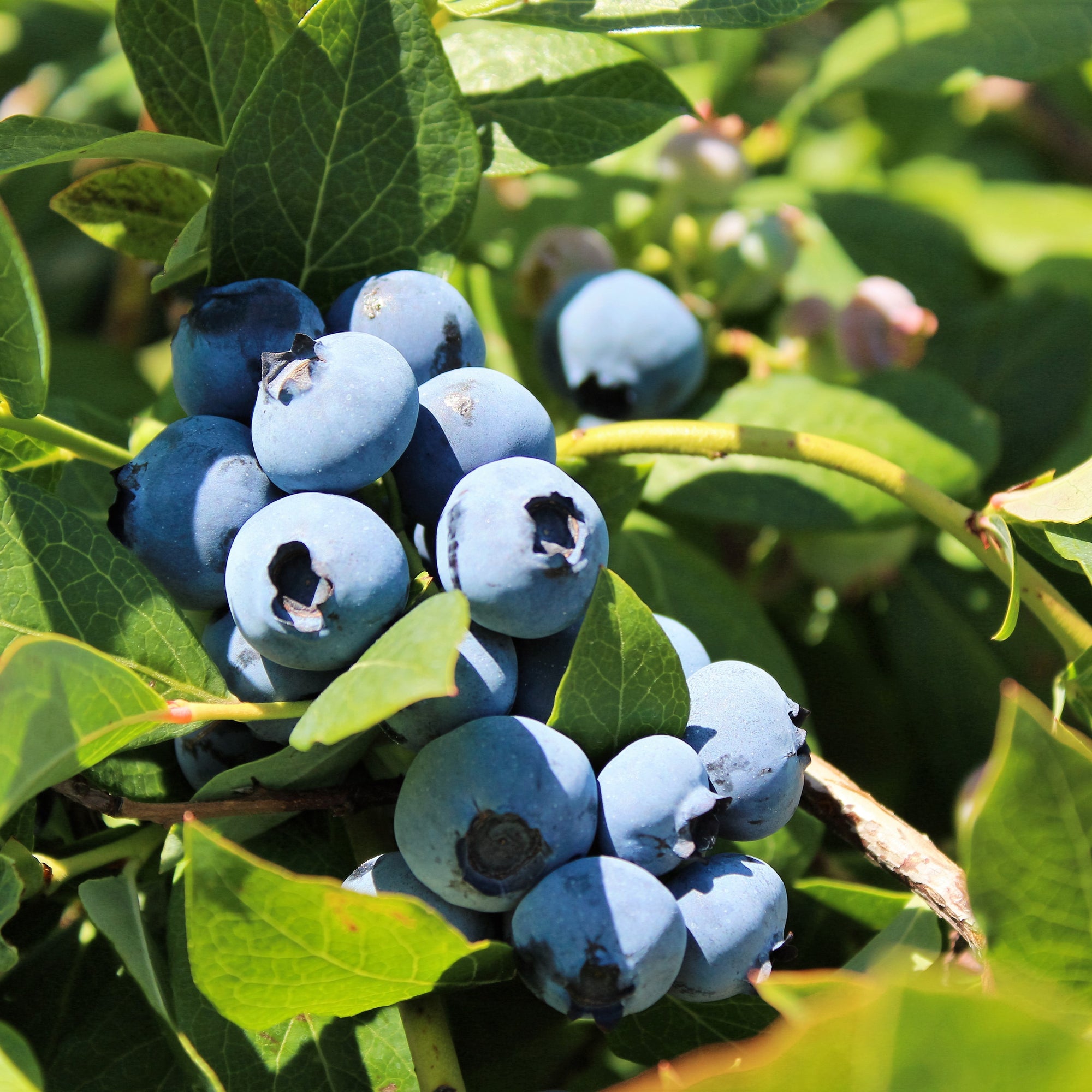 Blueberry 'Duke' 2L