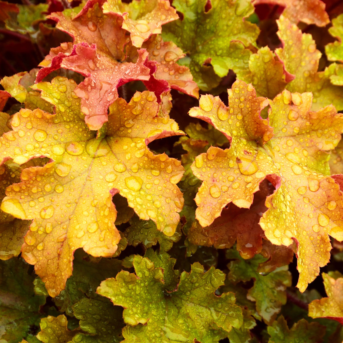 Heuchera &#39;Marmalade&#39; 2L
