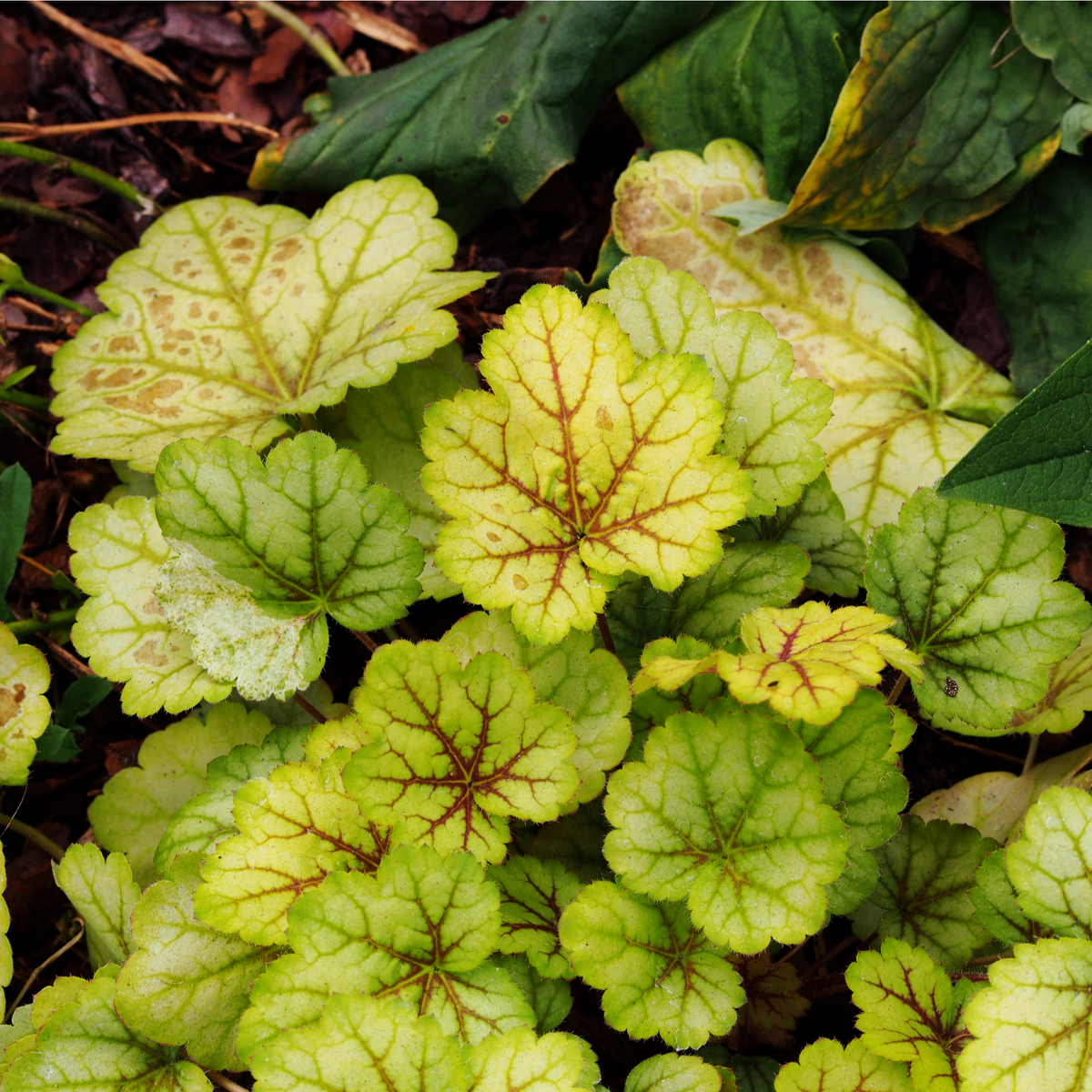 Heuchera &#39;Electra&#39; 2L features bright green, ruffled leaves with striking red veins. Its lime-green foliage forms dense clusters, sometimes showing yellow patches and brown edges among scattered fallen leaves. Perfect for shade.