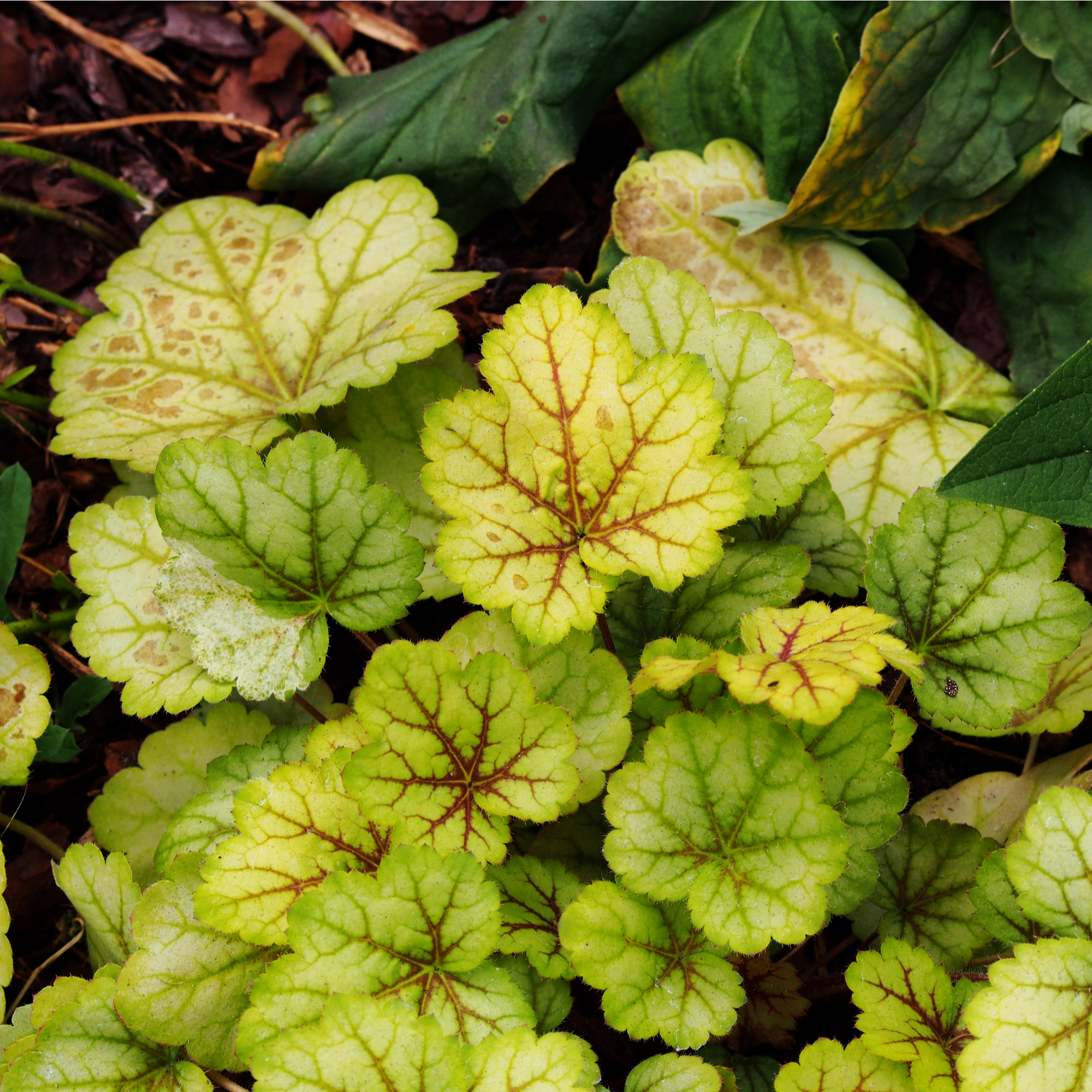 Heuchera 'Electra' 2L