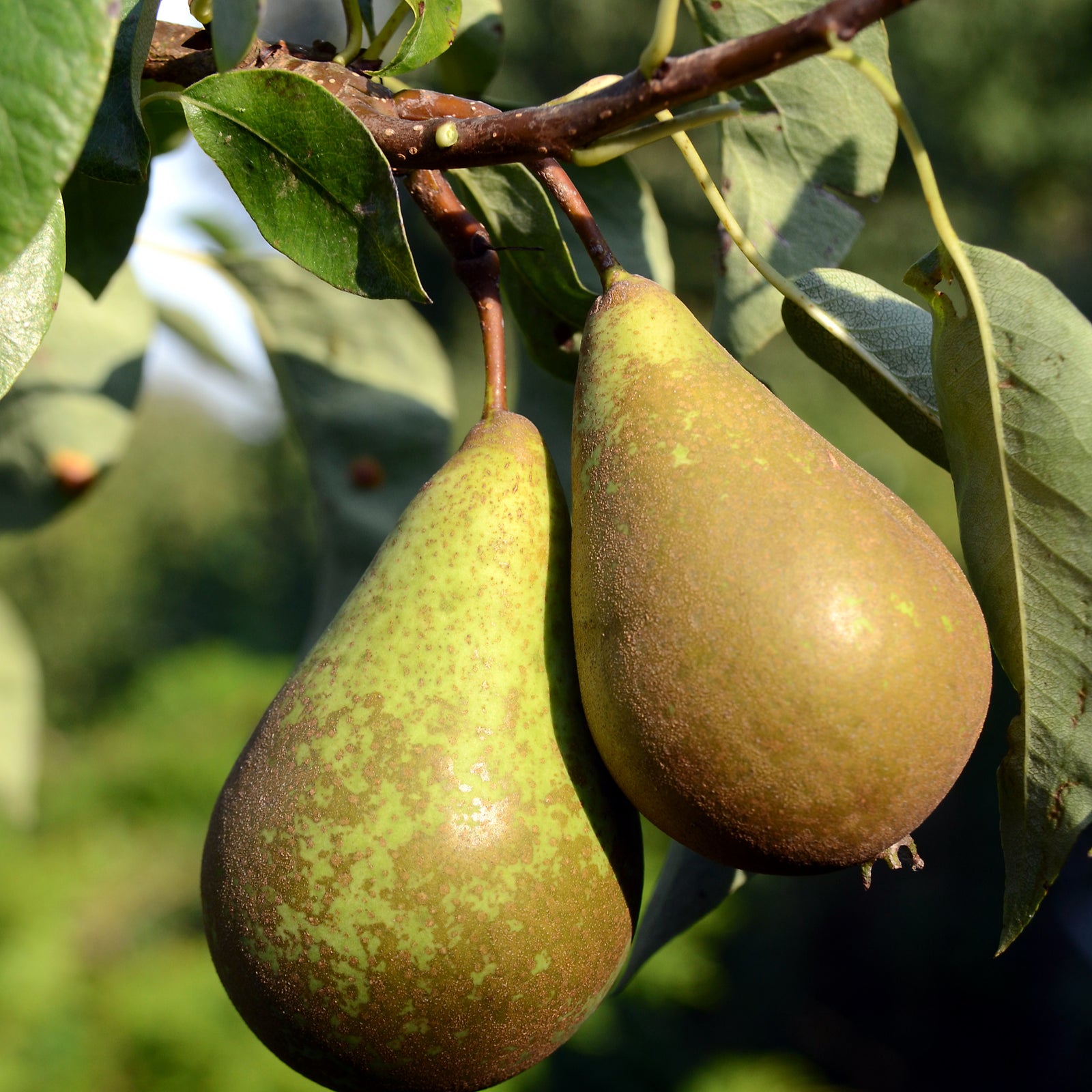 Two ripe pears of the Dwarf/Patio Pear Tree 'Doyenne du Comice' hang from a branch with green leaves, bathed in sunlight and set against a softly blurred green backdrop.