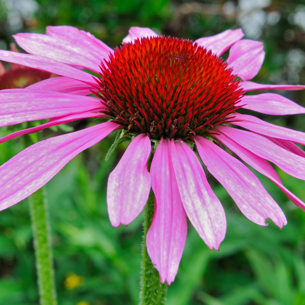 Echinacea purpurea &#39;Prairie Splendor&#39; Rose 9cm