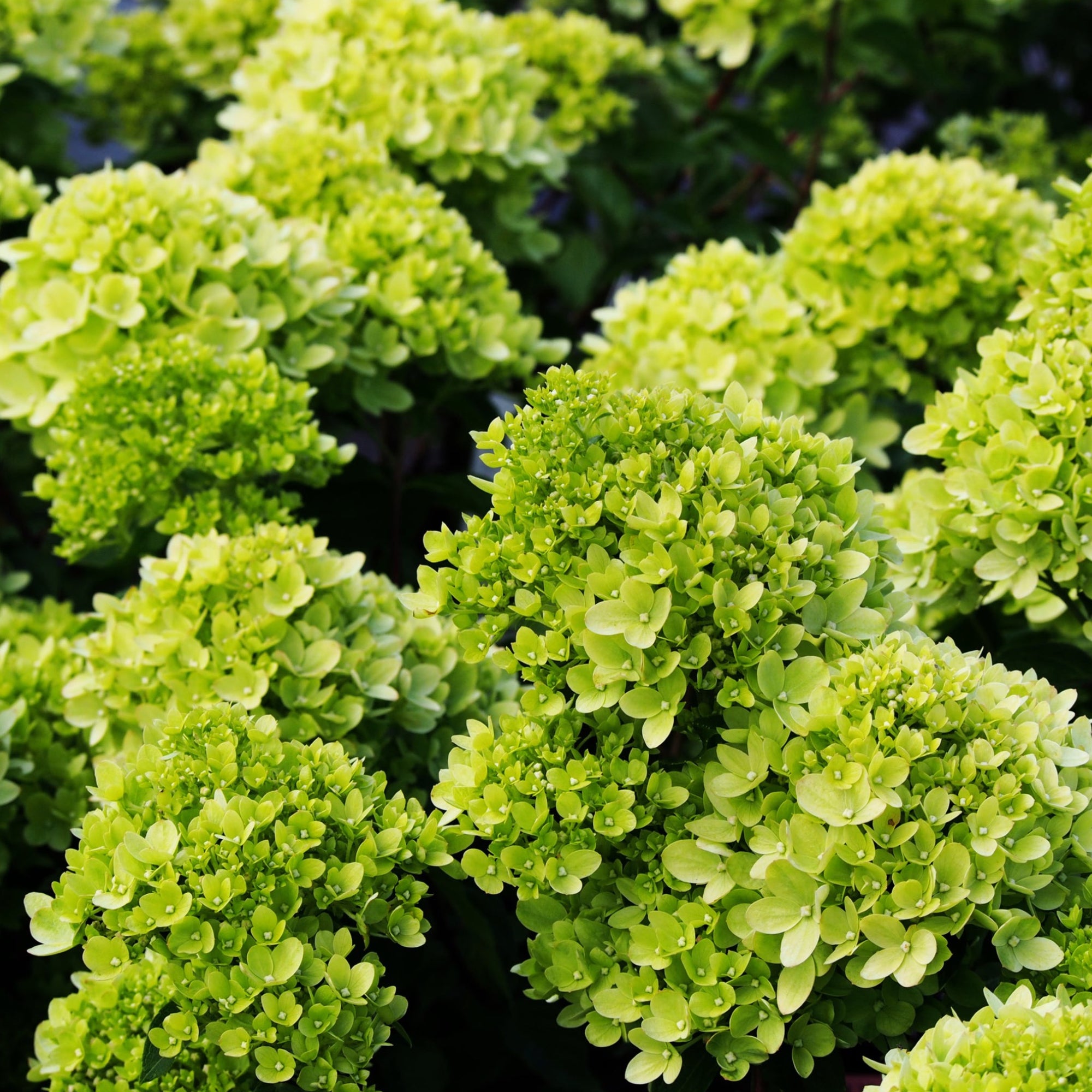 Hydrangea paniculata 'Little Lime' 3L