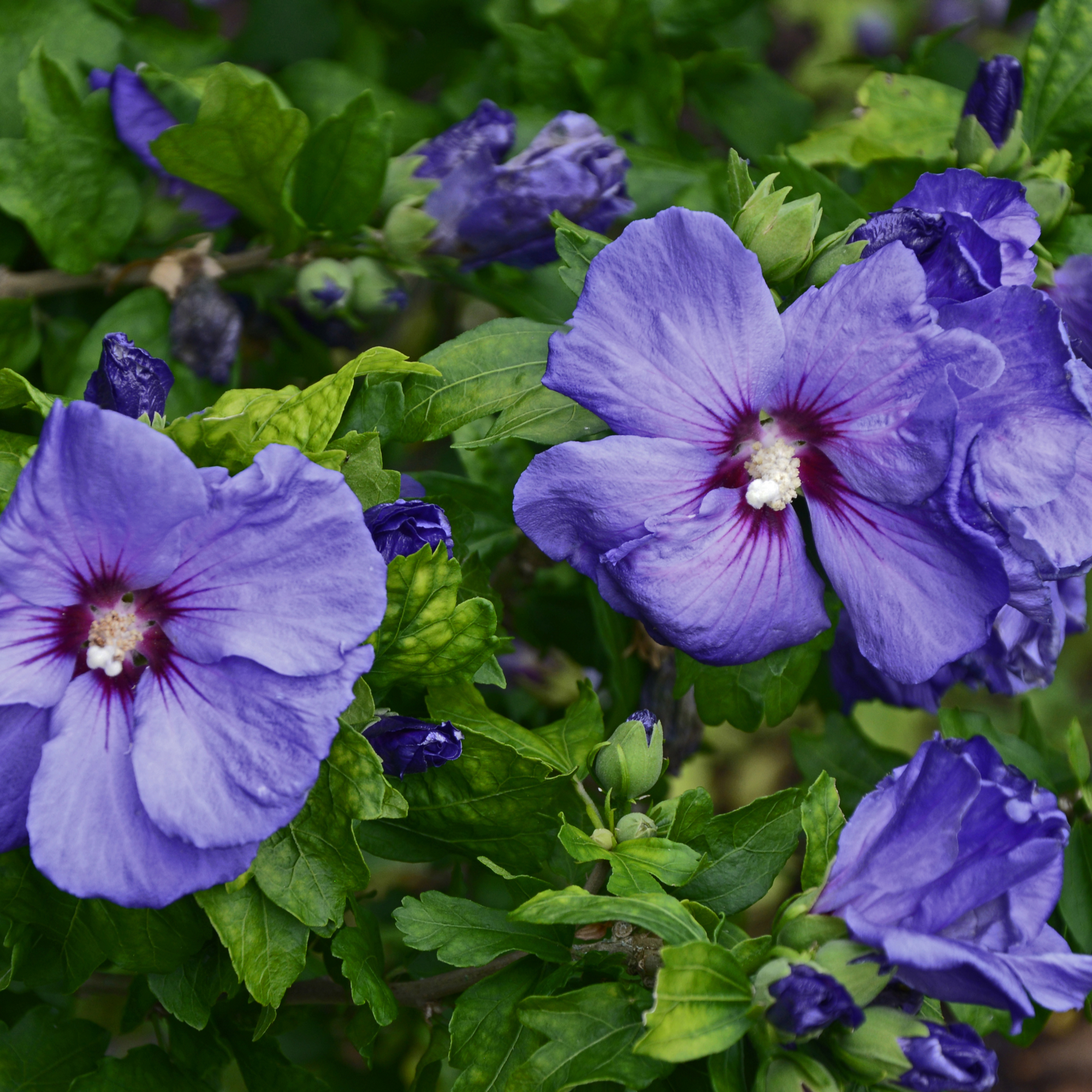 Hibiscus Syriacus 'Marina' - Blue