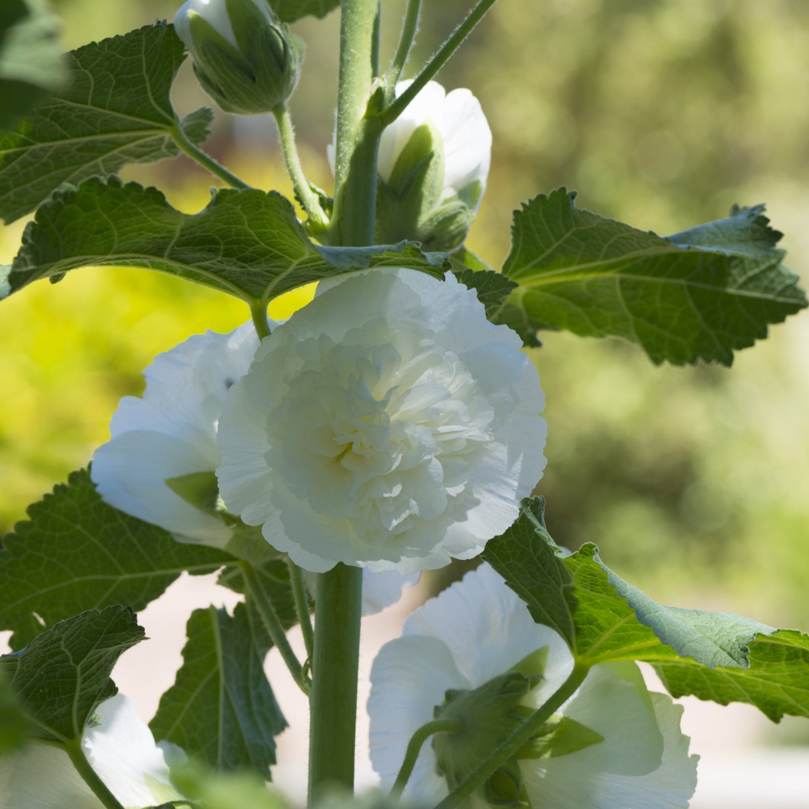 Close-up of Hollyhock (Alcea) 'Chaters White' 9cm showcases its tall stalks with large, ruffled white blooms and soft green leaves, perfect for adding classic charm to any cottage garden. Blurred background highlights this beautiful perennial.