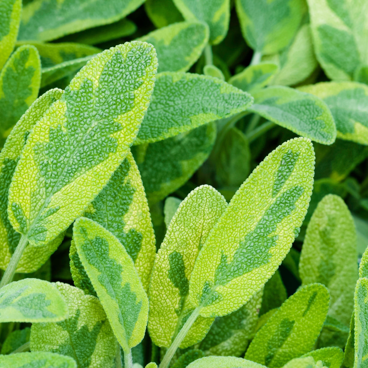 Sage Icterina - Golden Leaf Herb 16cm/1.5L pot