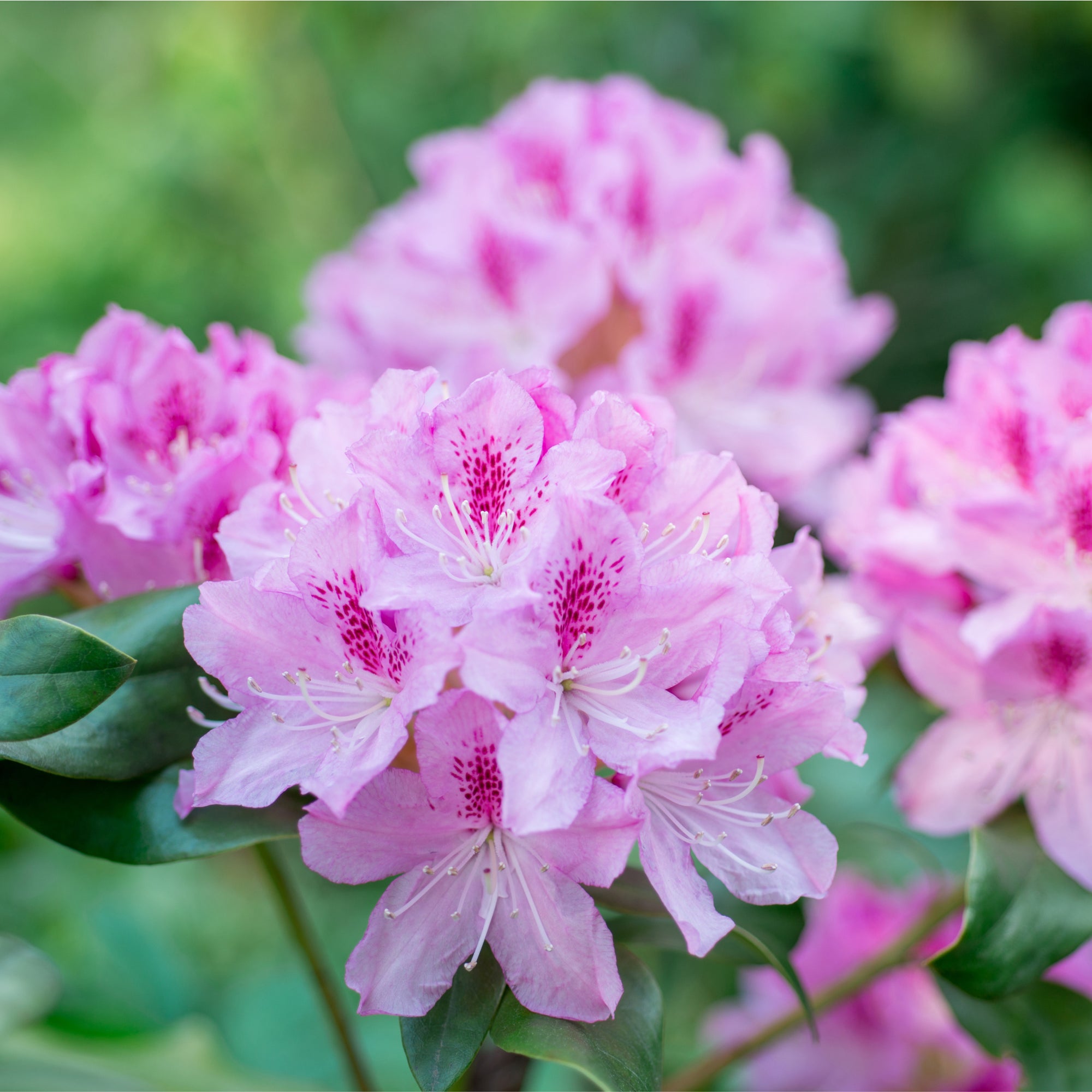 Rhododendron 'keleticum' 1L