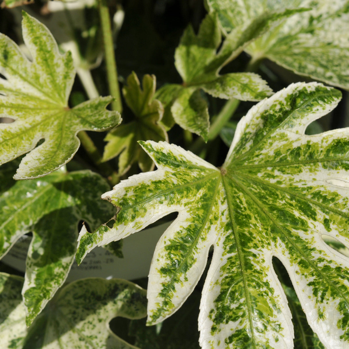 Close-up of Fatsia japonica &#39;Spider&#39;s Web&#39; 9cm-7.5L, an evergreen shrub with deep-lobed, jagged leaves displaying striking green and white marbled patterns. Bright sunlight highlights the intricate coloration of this shade-tolerant houseplant.