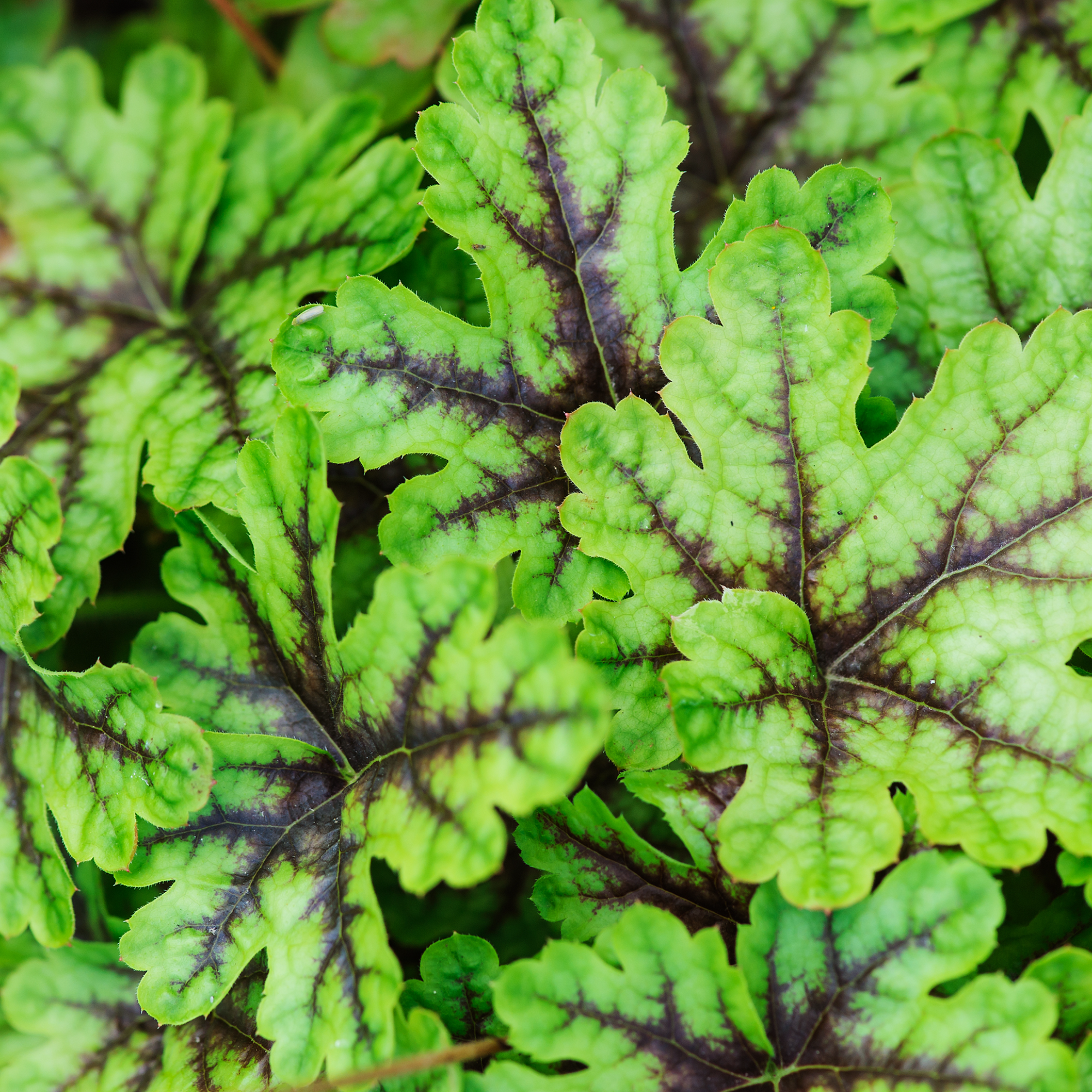 Heuchera 'Alabama Sunrise' 2L